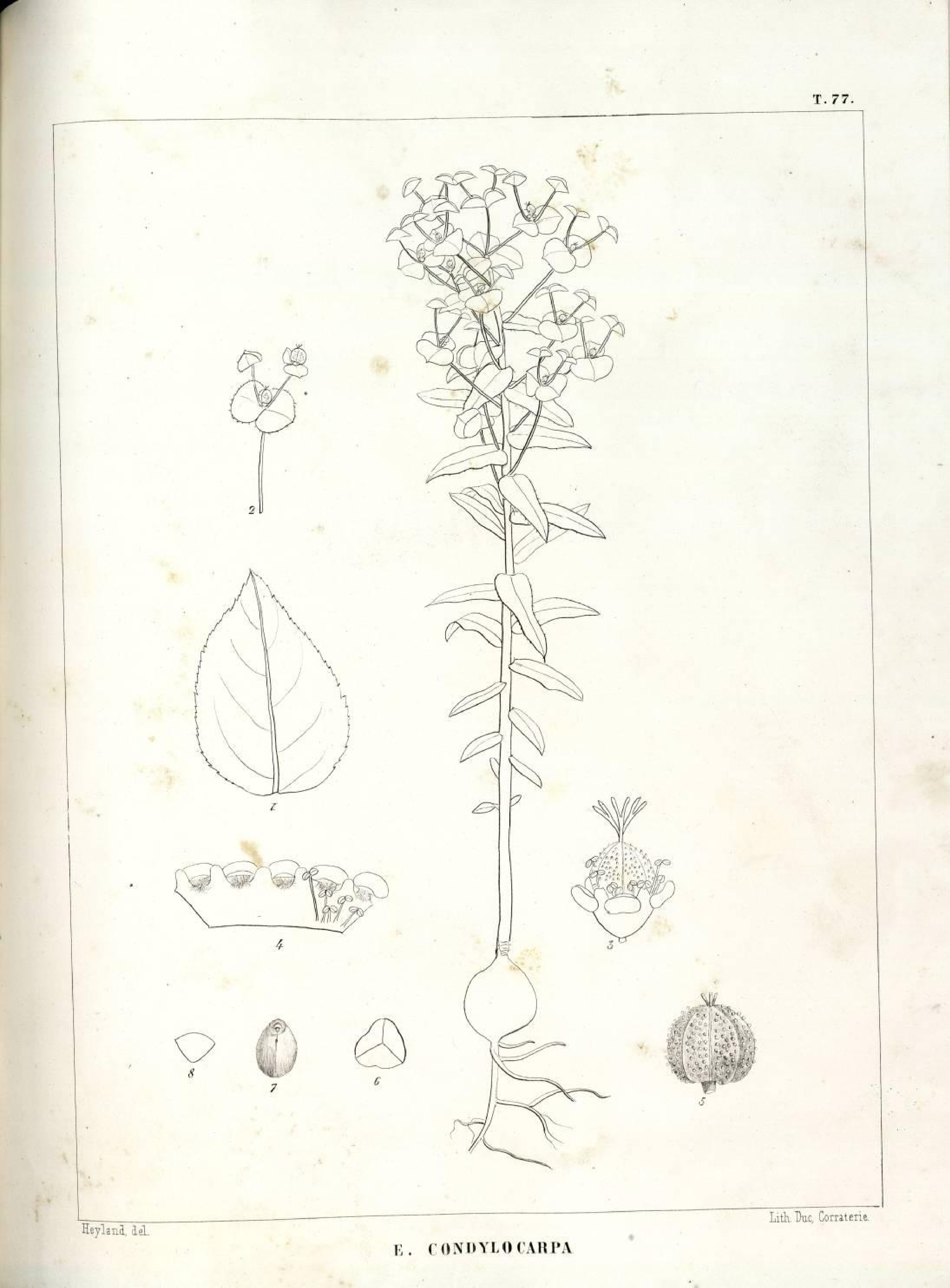 no full size  illustration available (3a)