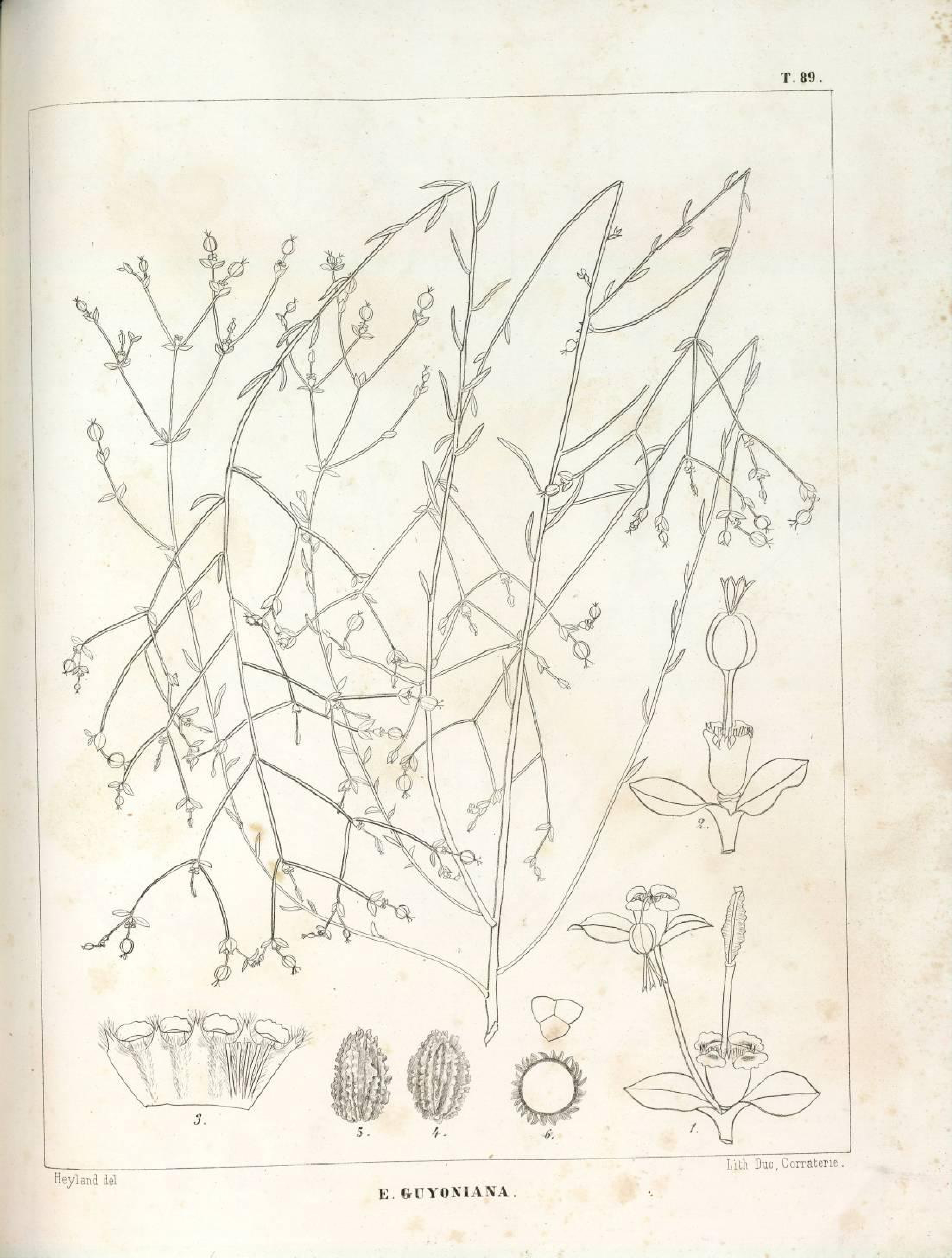 no full size  illustration available (3a)