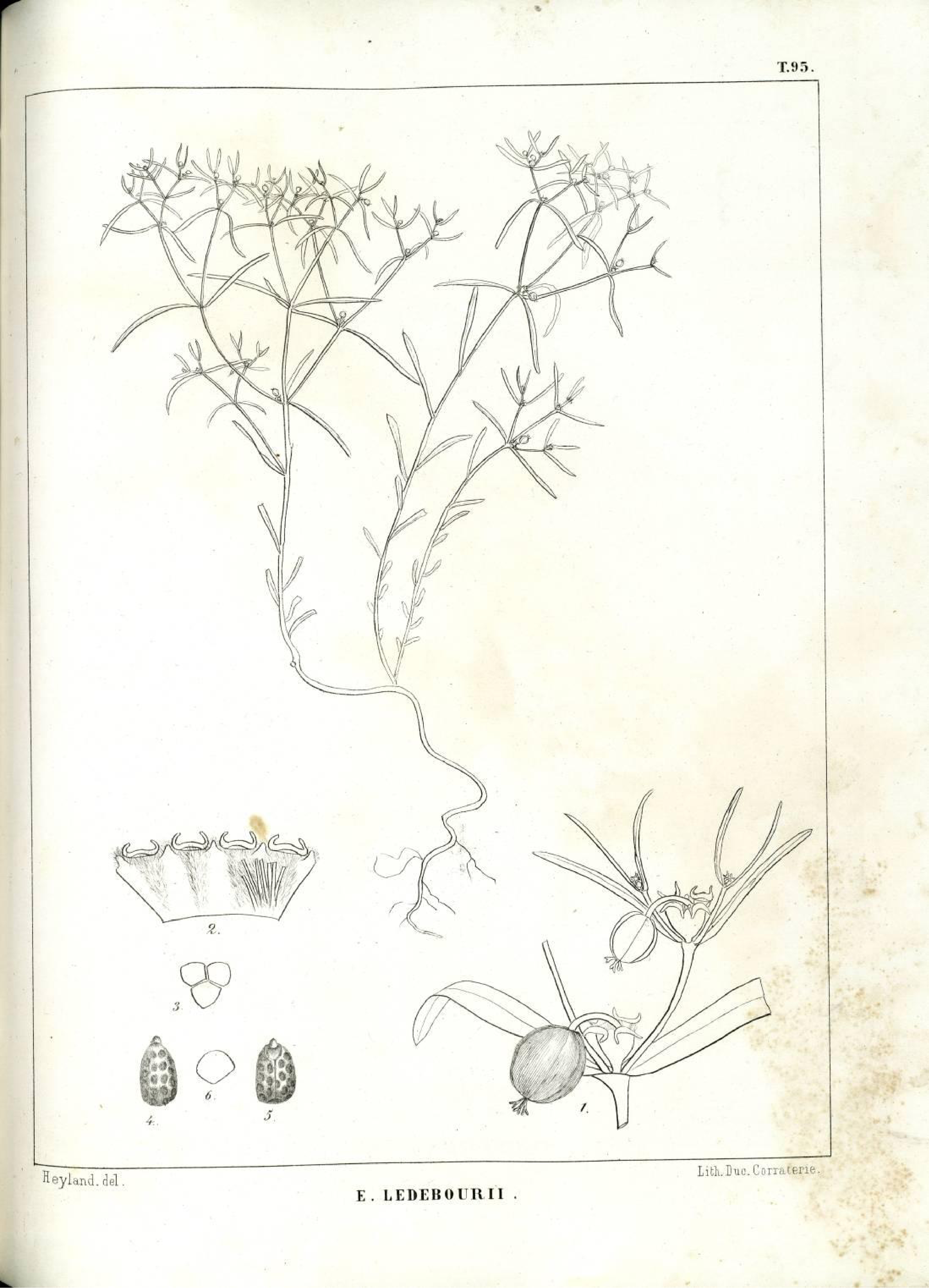 no full size  illustration available (3a)