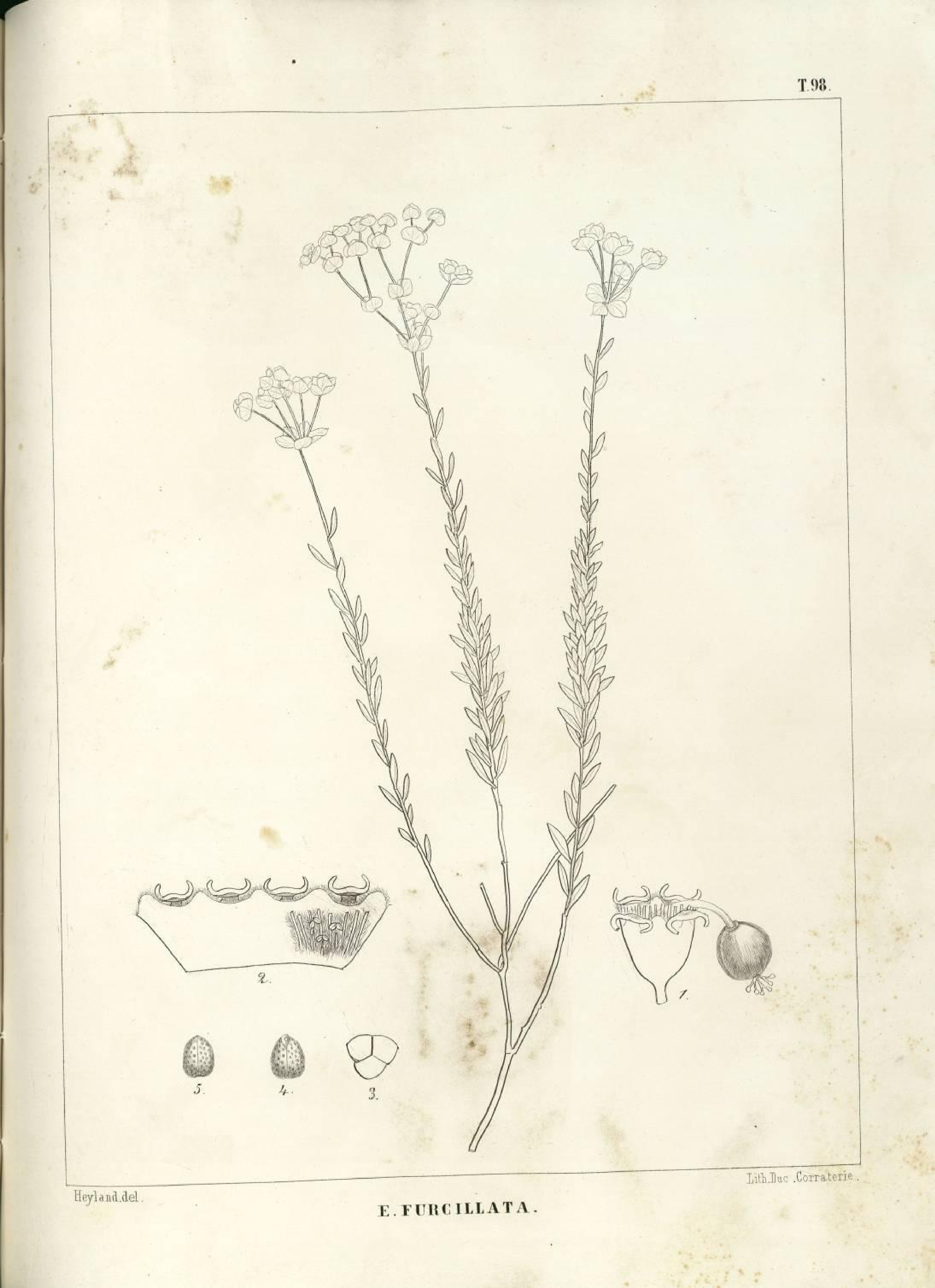 no full size  illustration available (3a)