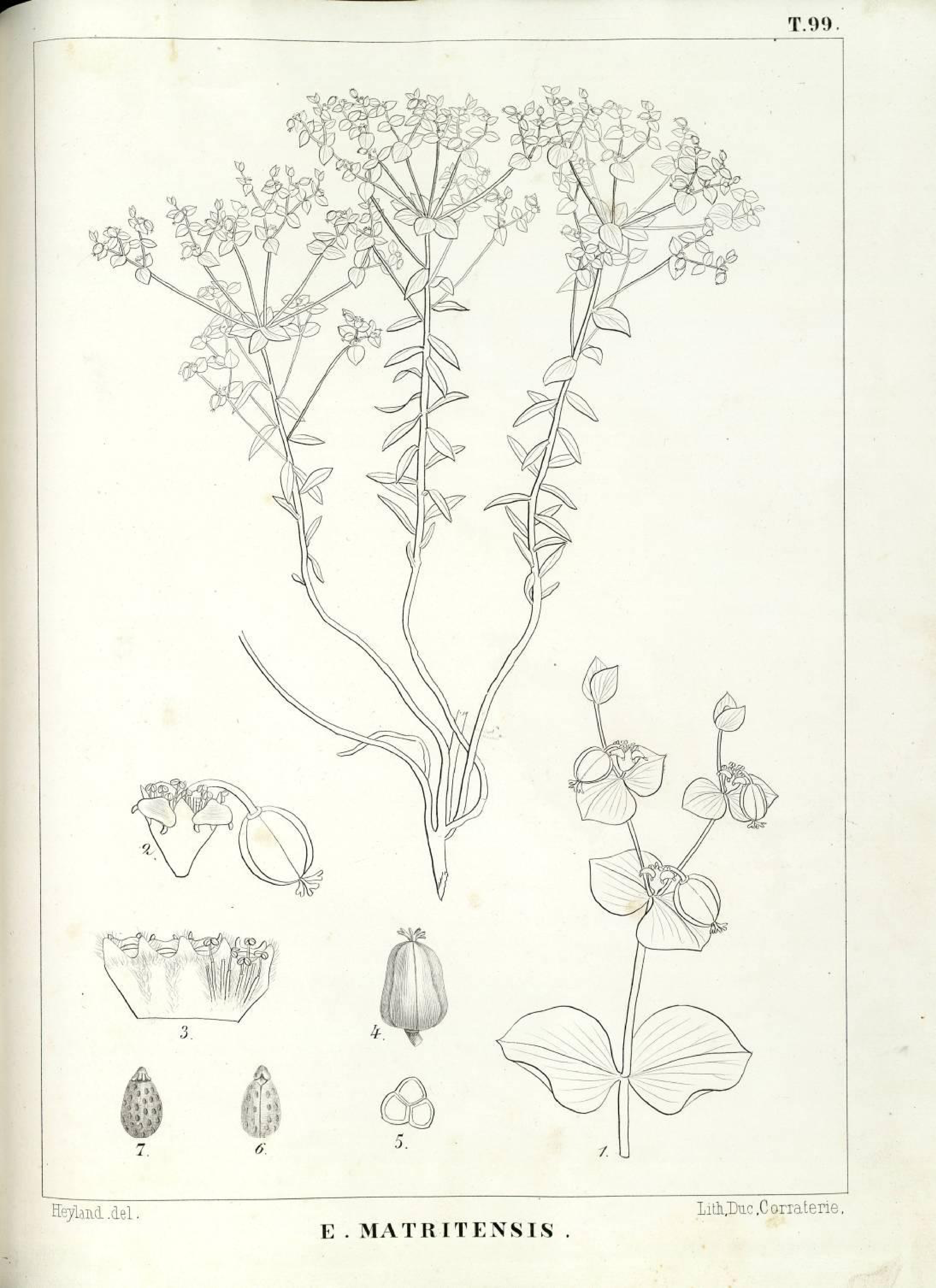 no full size  illustration available (3a)