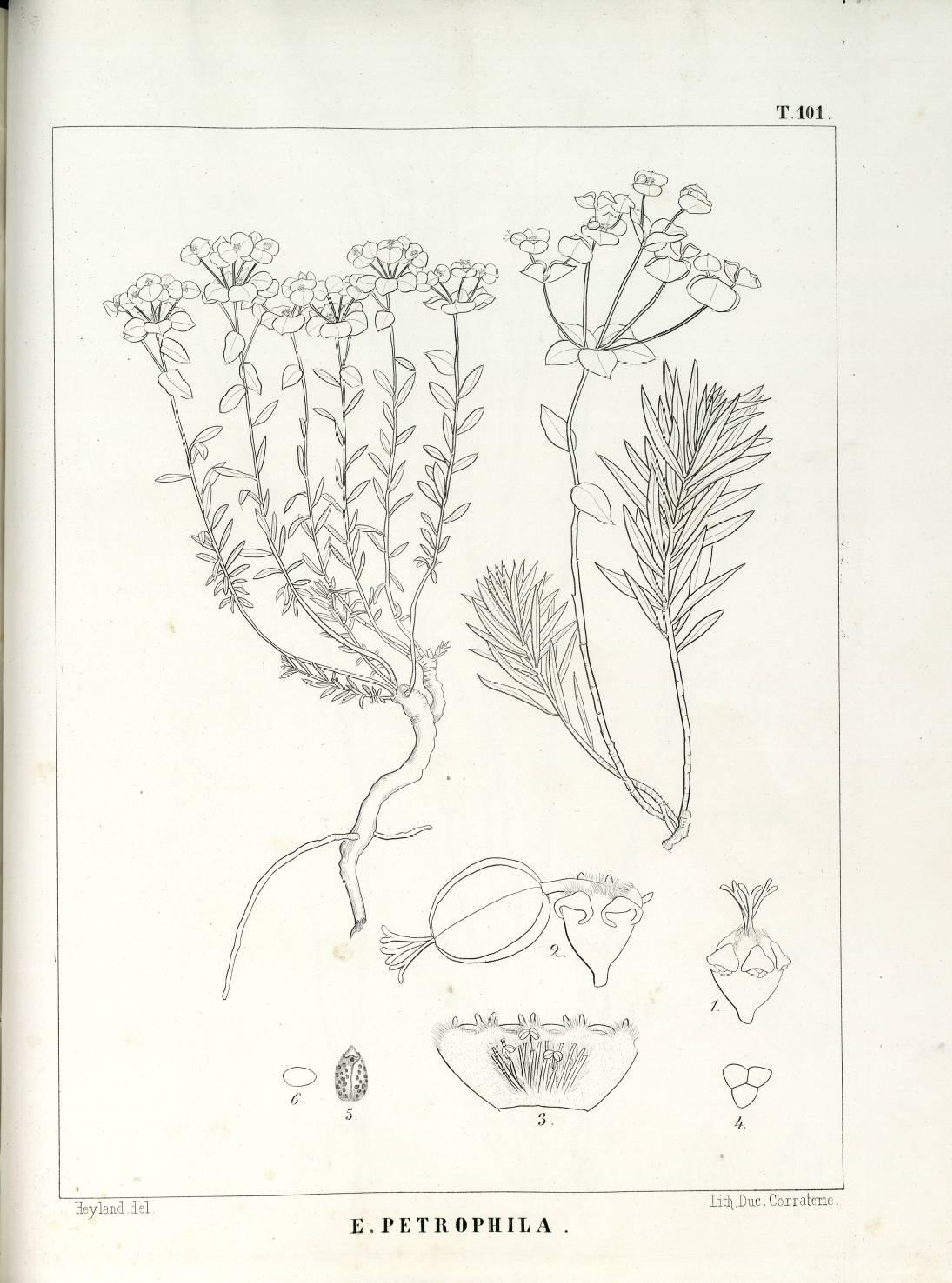 no full size  illustration available (3a)