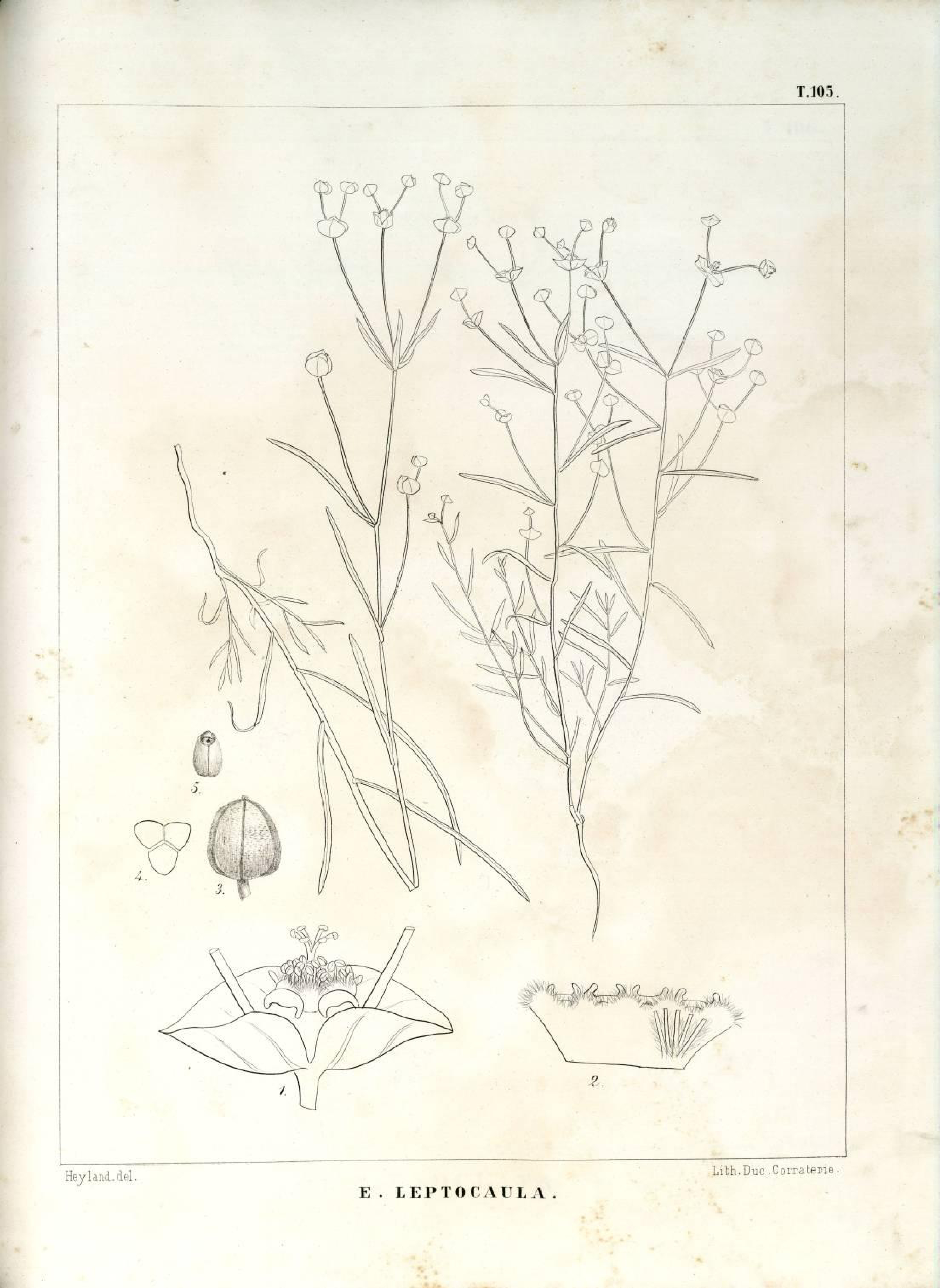 no full size  illustration available (3a)