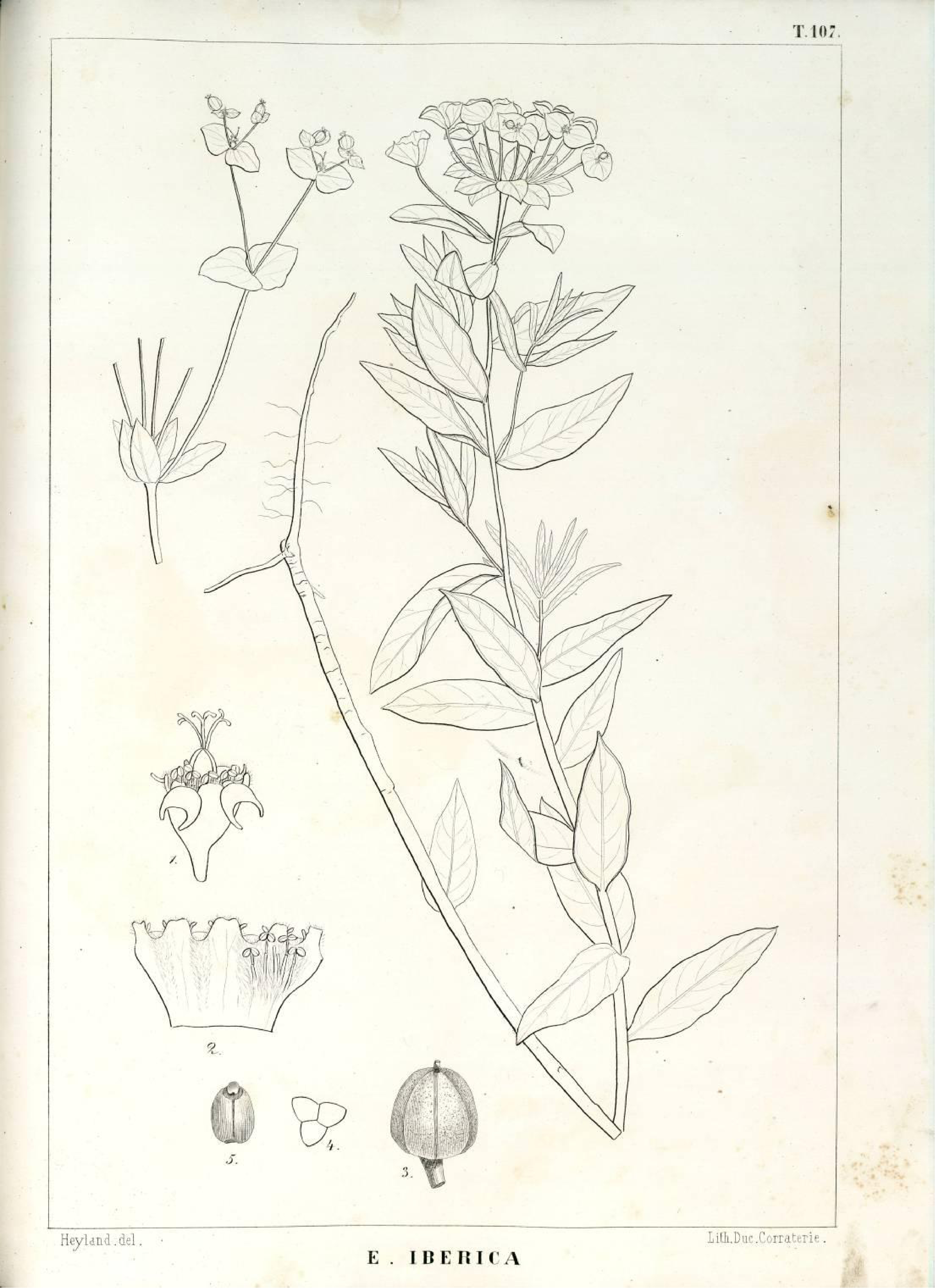 no full size  illustration available (3a)