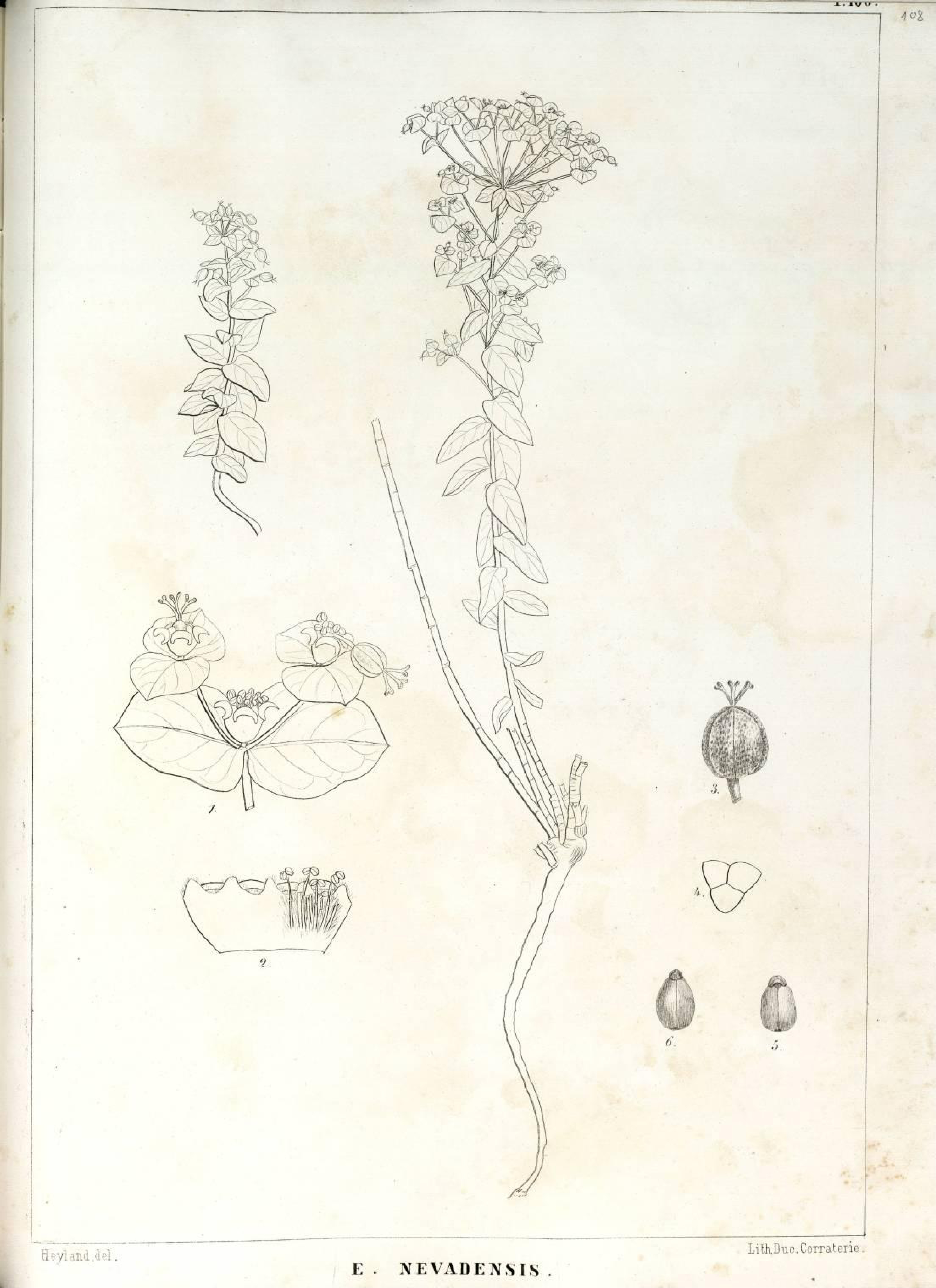 no full size  illustration available (3a)