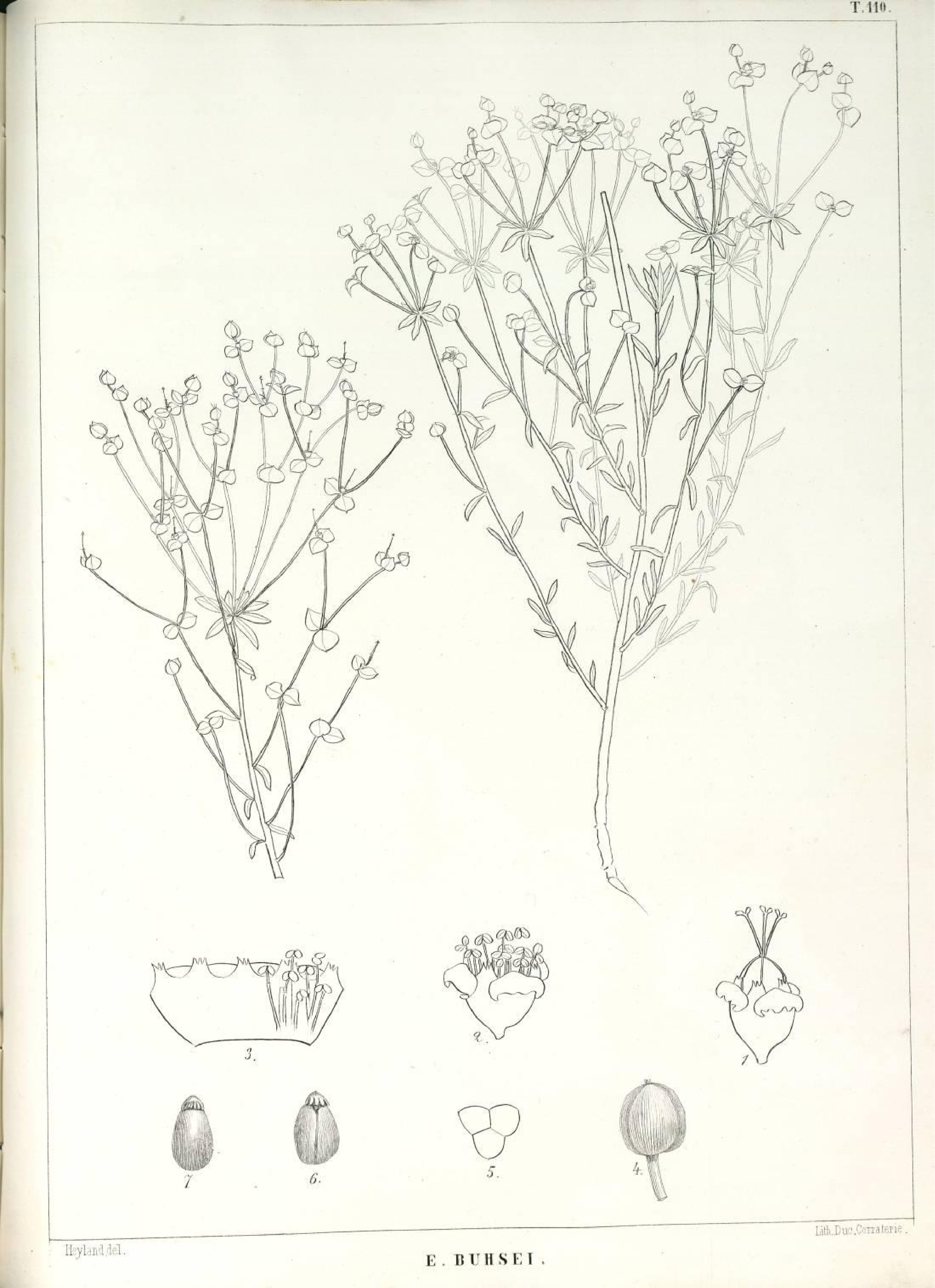 no full size  illustration available (3a)