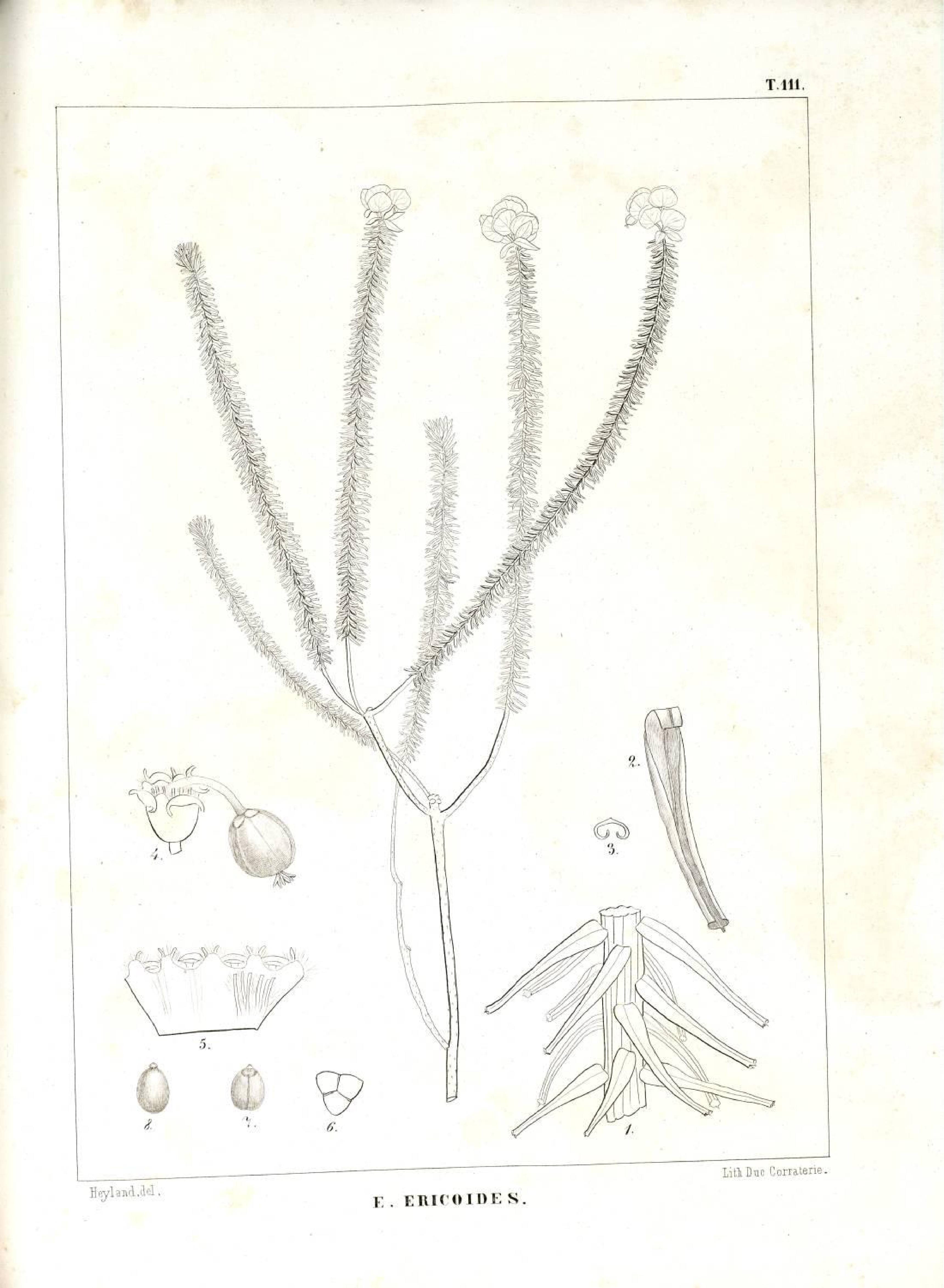 no full size  illustration available (3a)