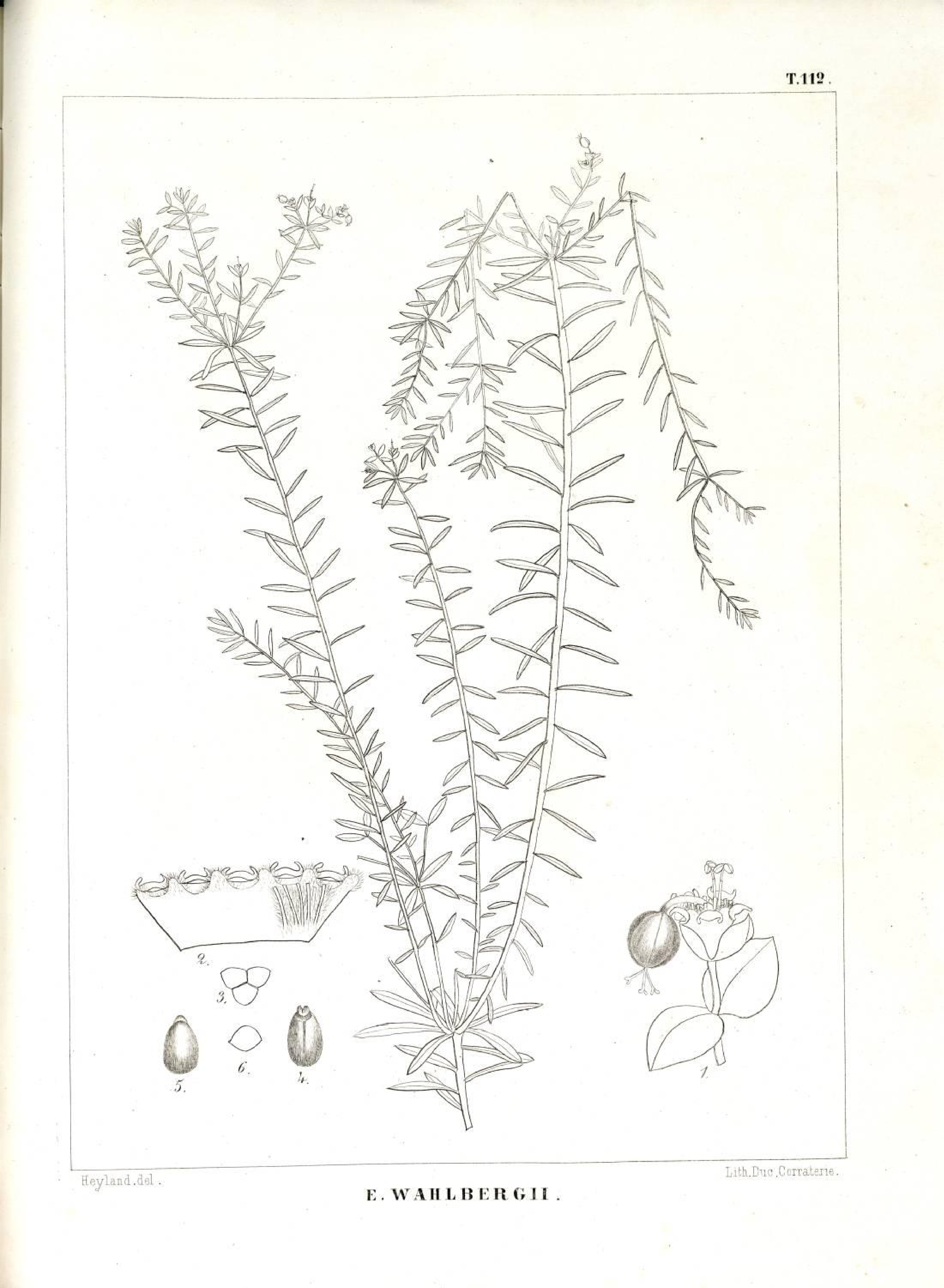 no full size  illustration available (3a)