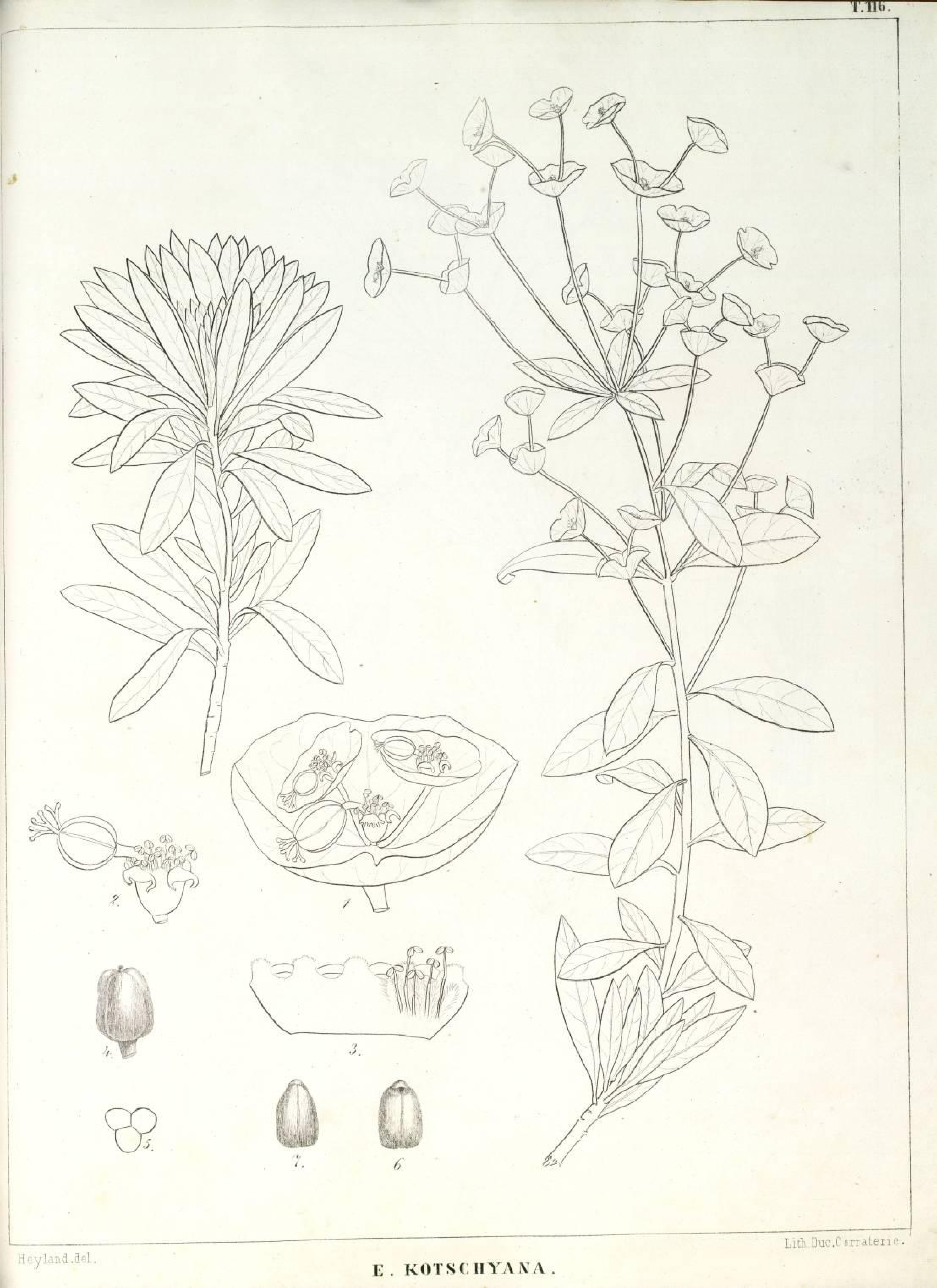 no full size  illustration available (3a)