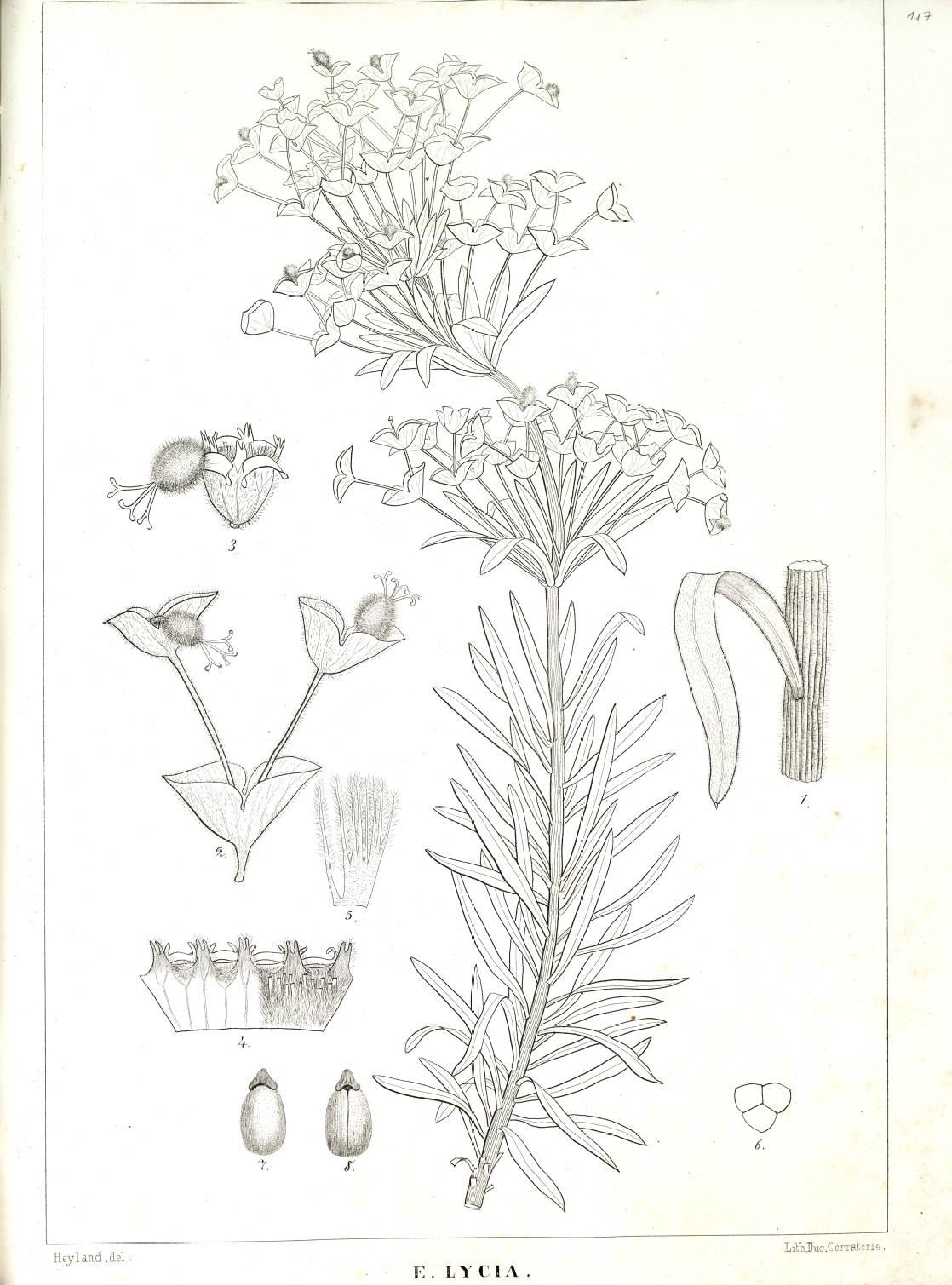 no full size  illustration available (3a)