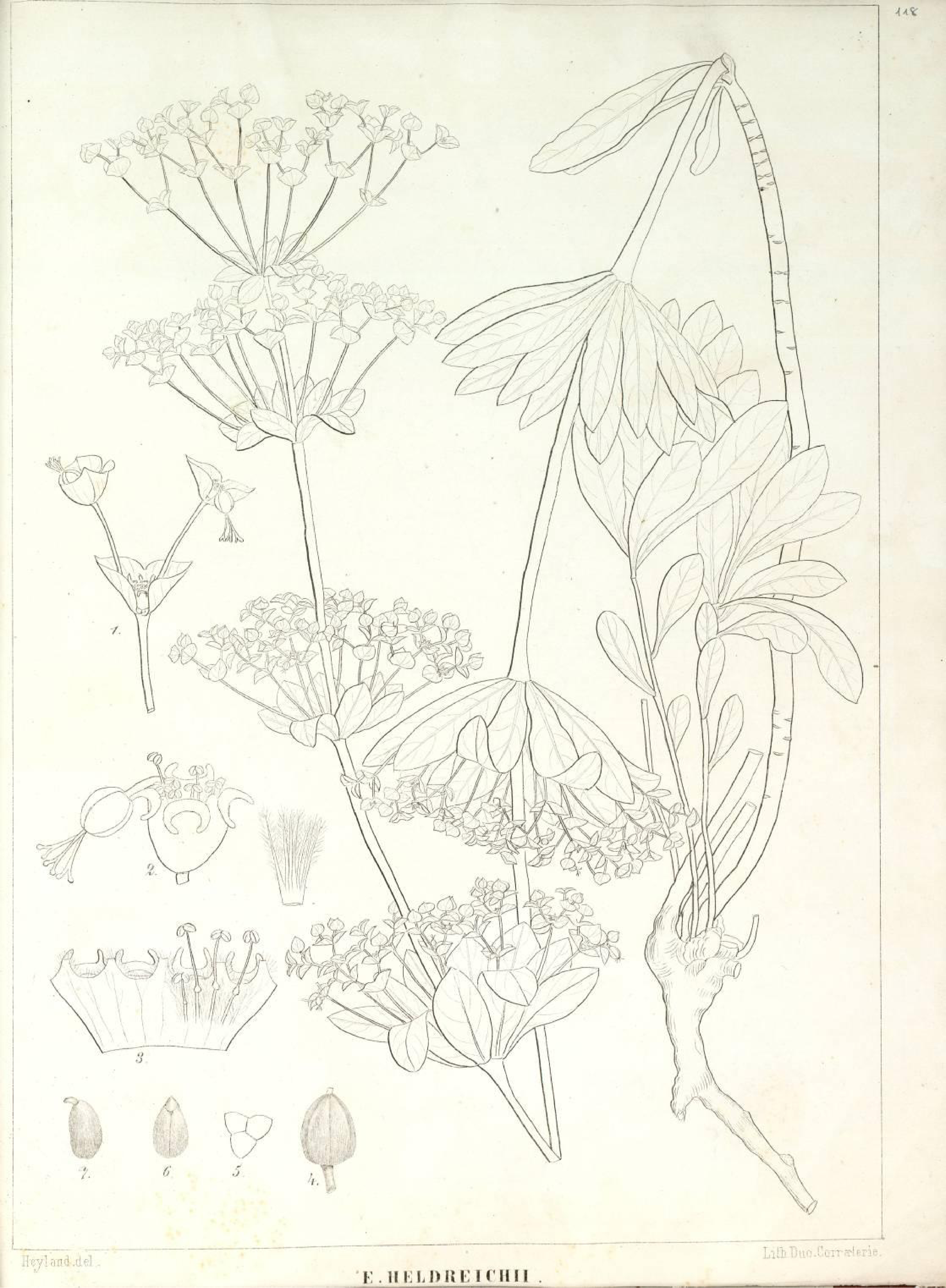 no full size  illustration available (3a)