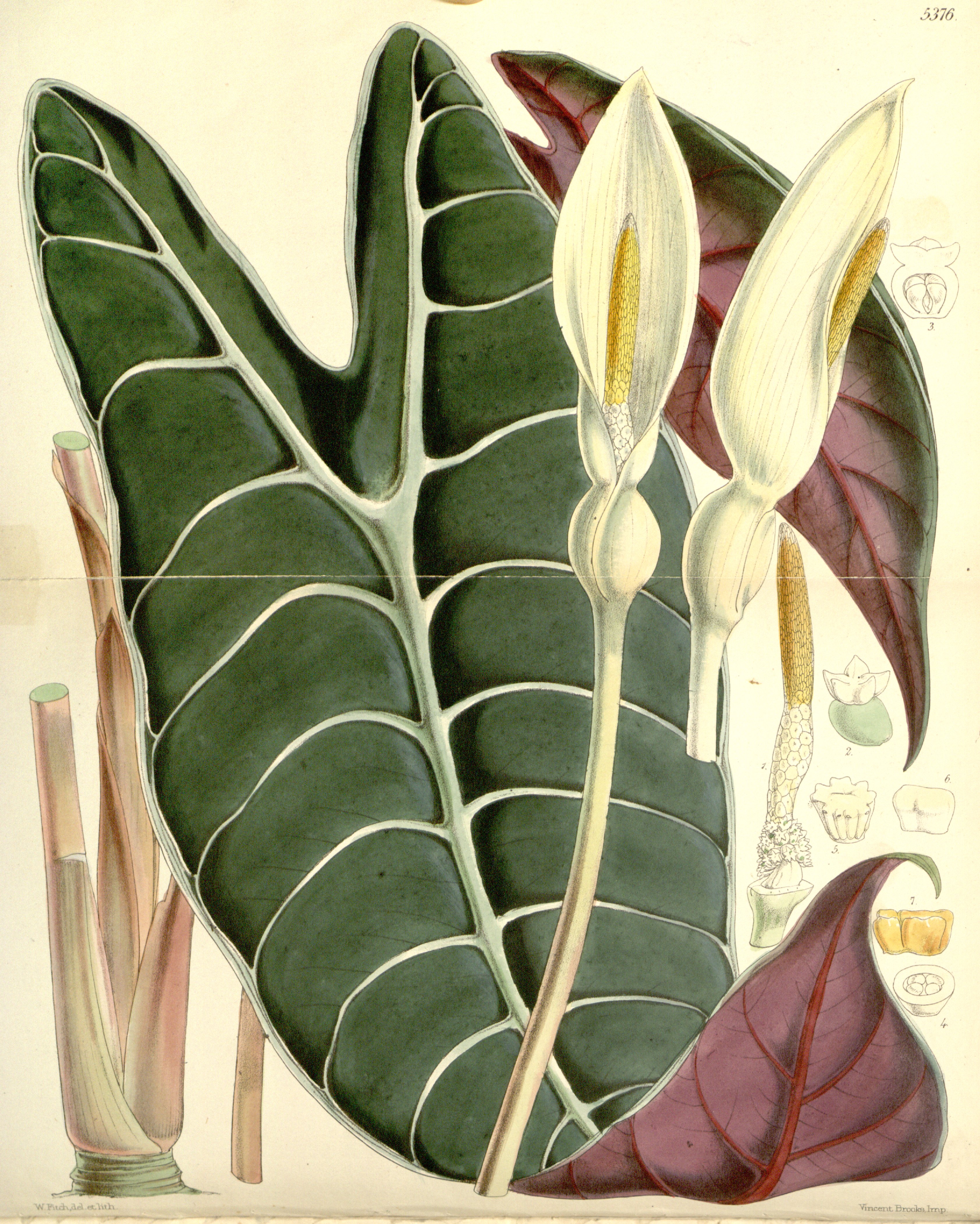 no full size  illustration available (3a)