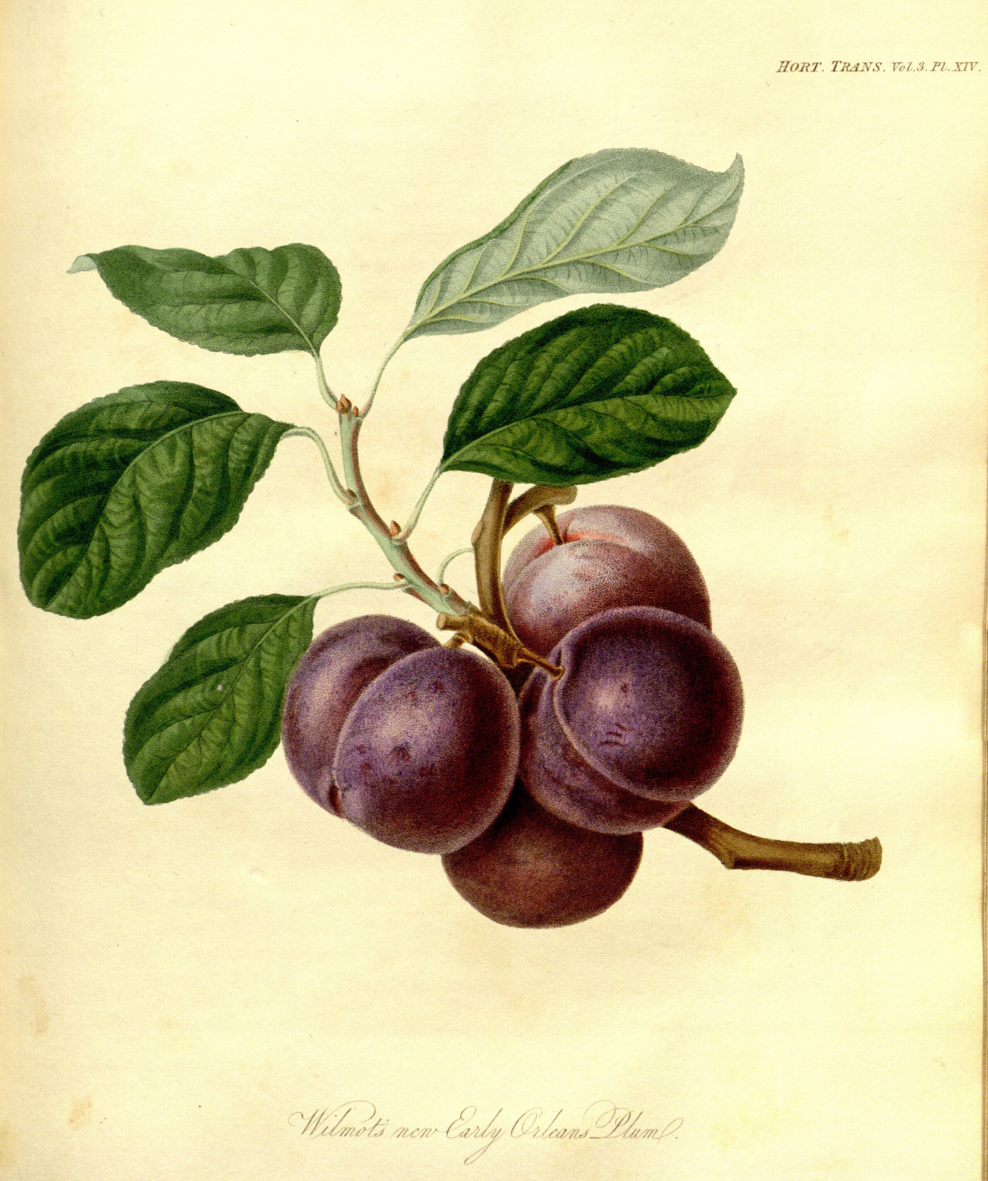 no full size  illustration available (3a)