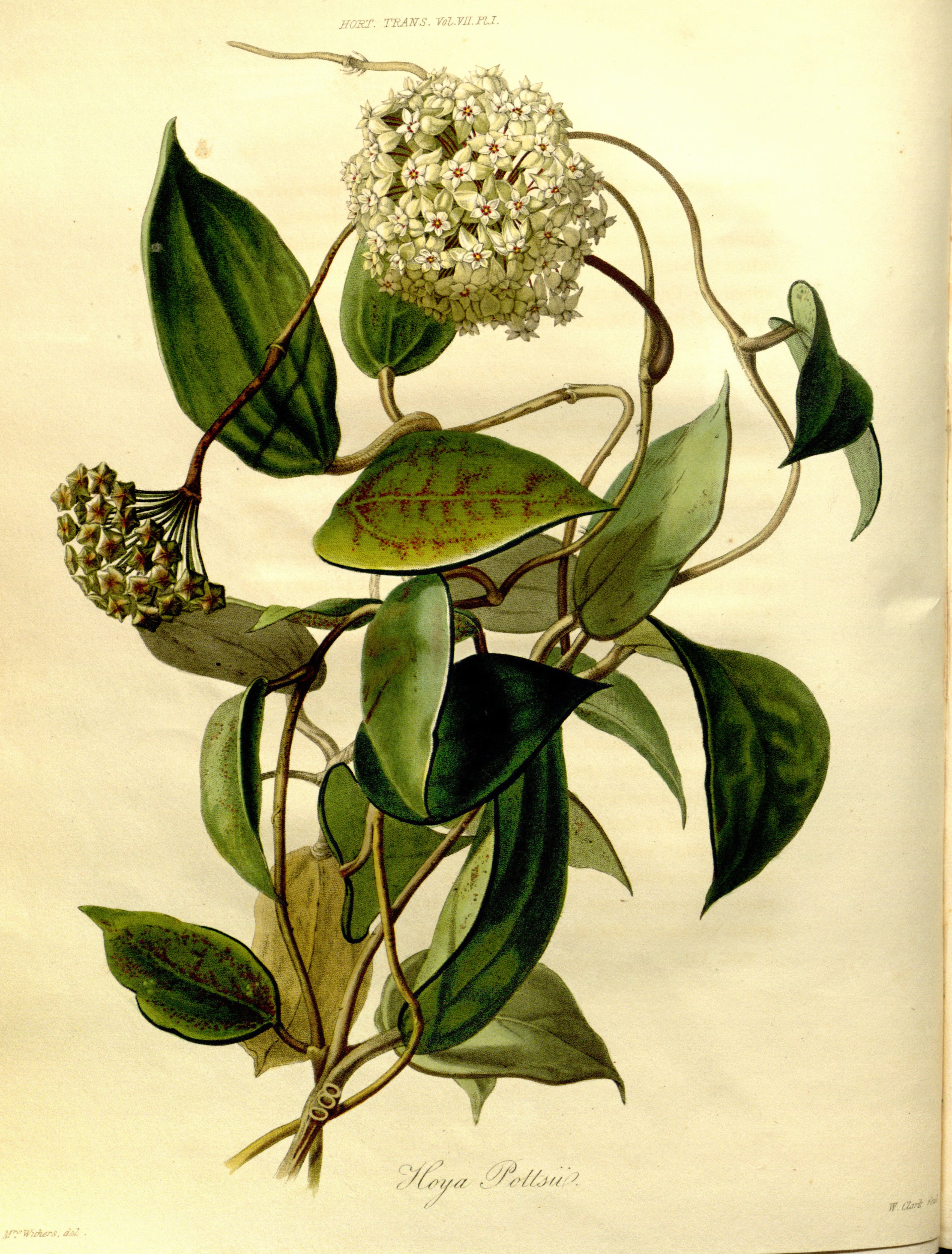 no full size  illustration available (3a)