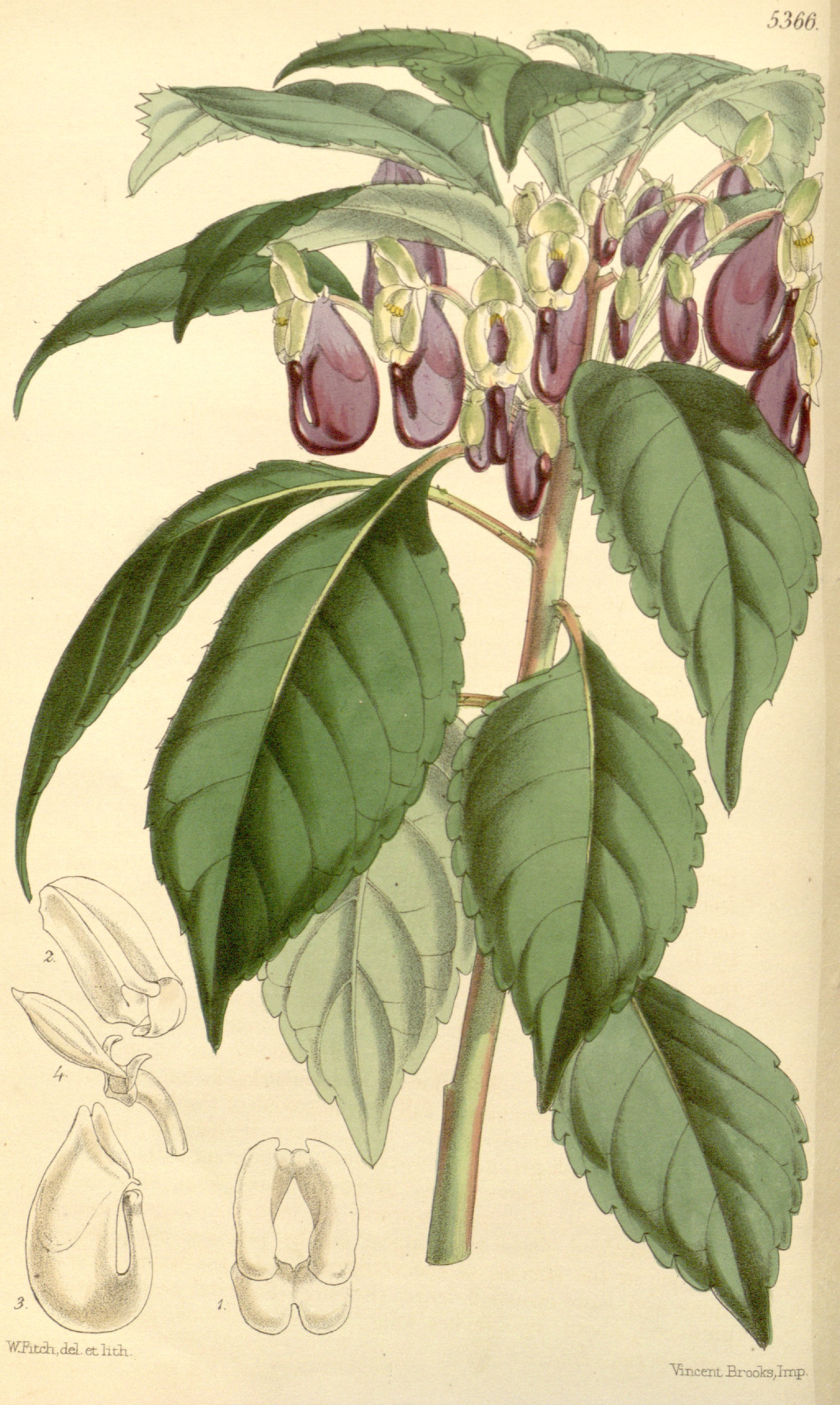 no full size  illustration available (3a)