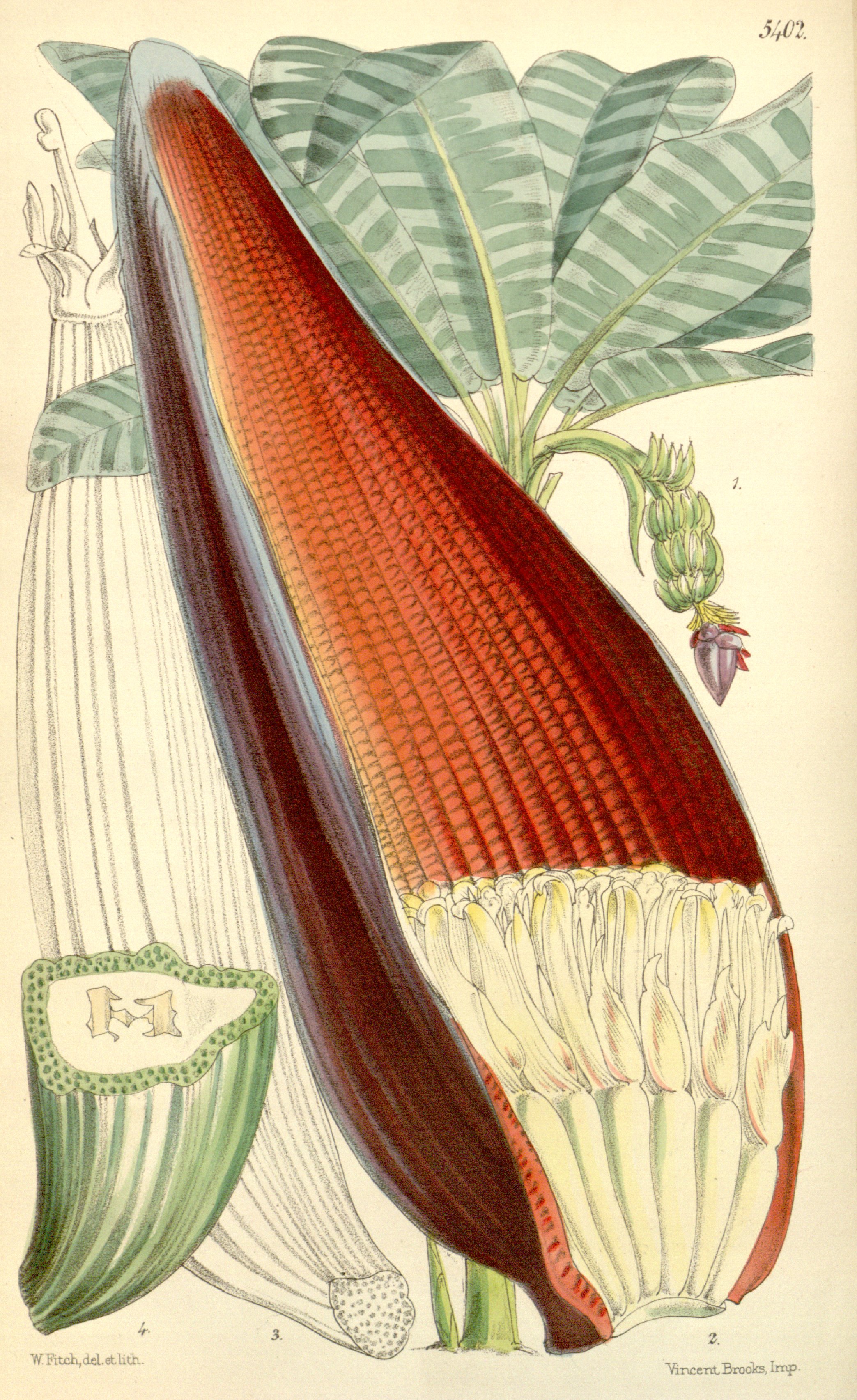 no full size  illustration available (3a)