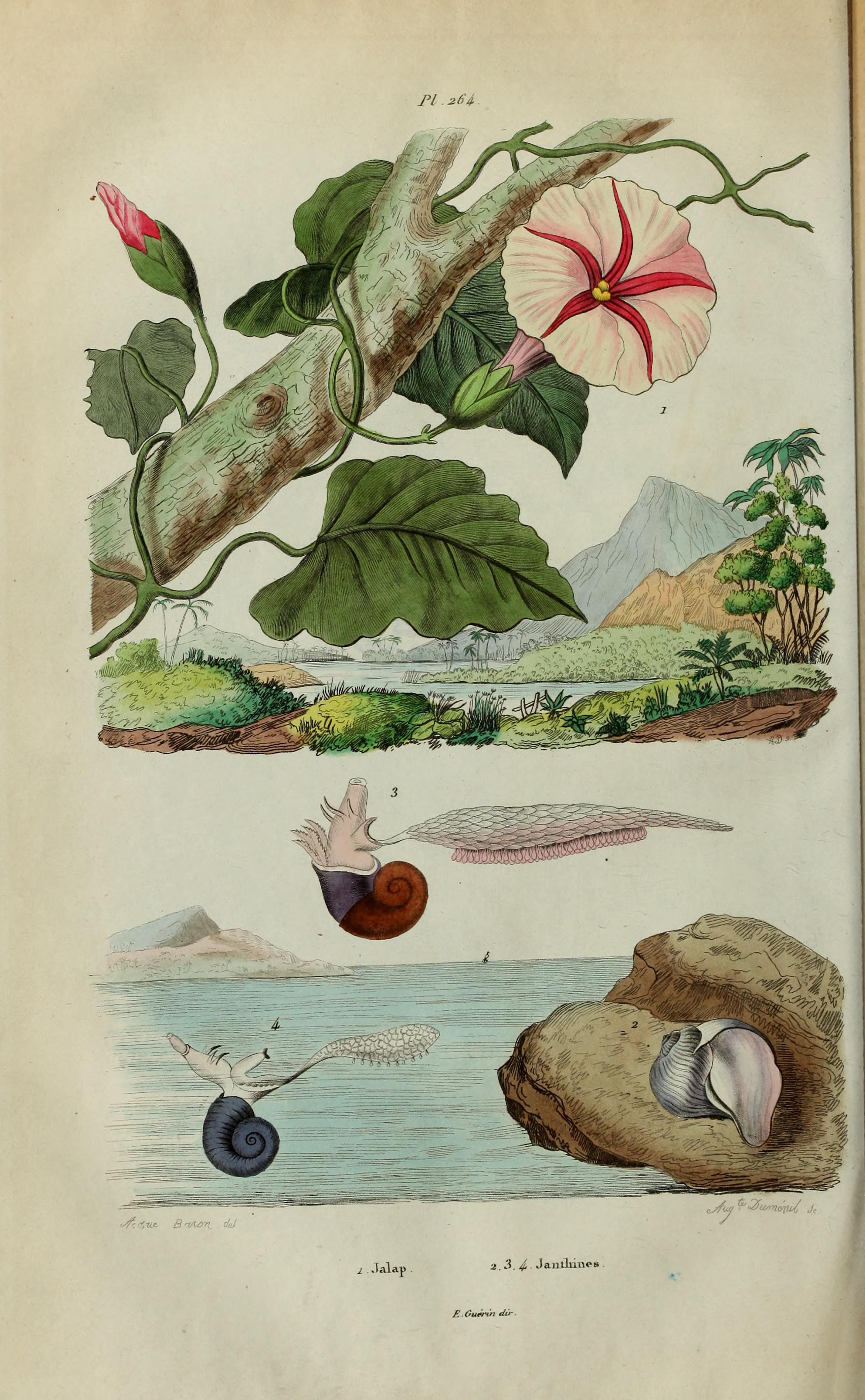 no full size  illustration available (3a)