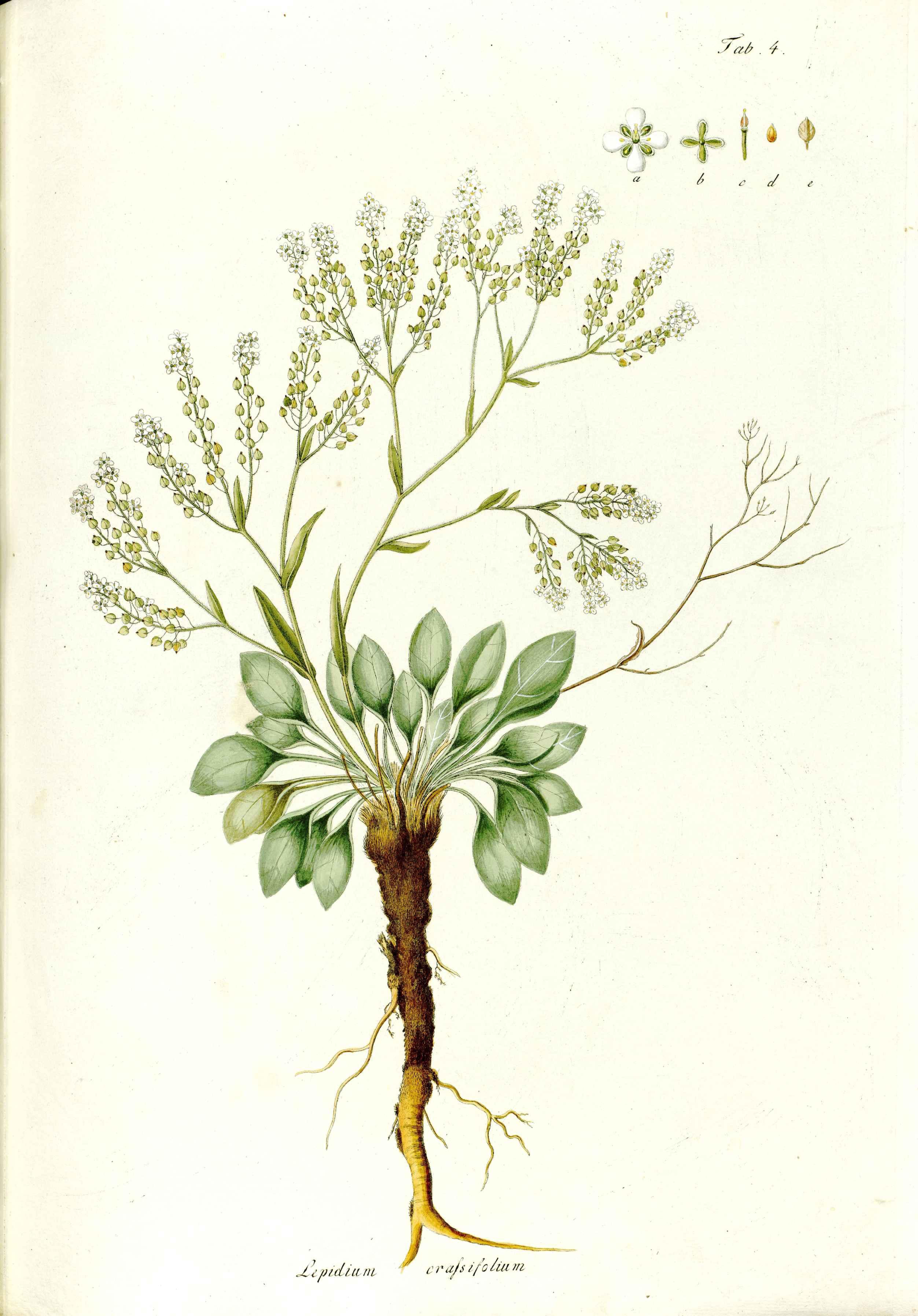 no full size  illustration available (3a)