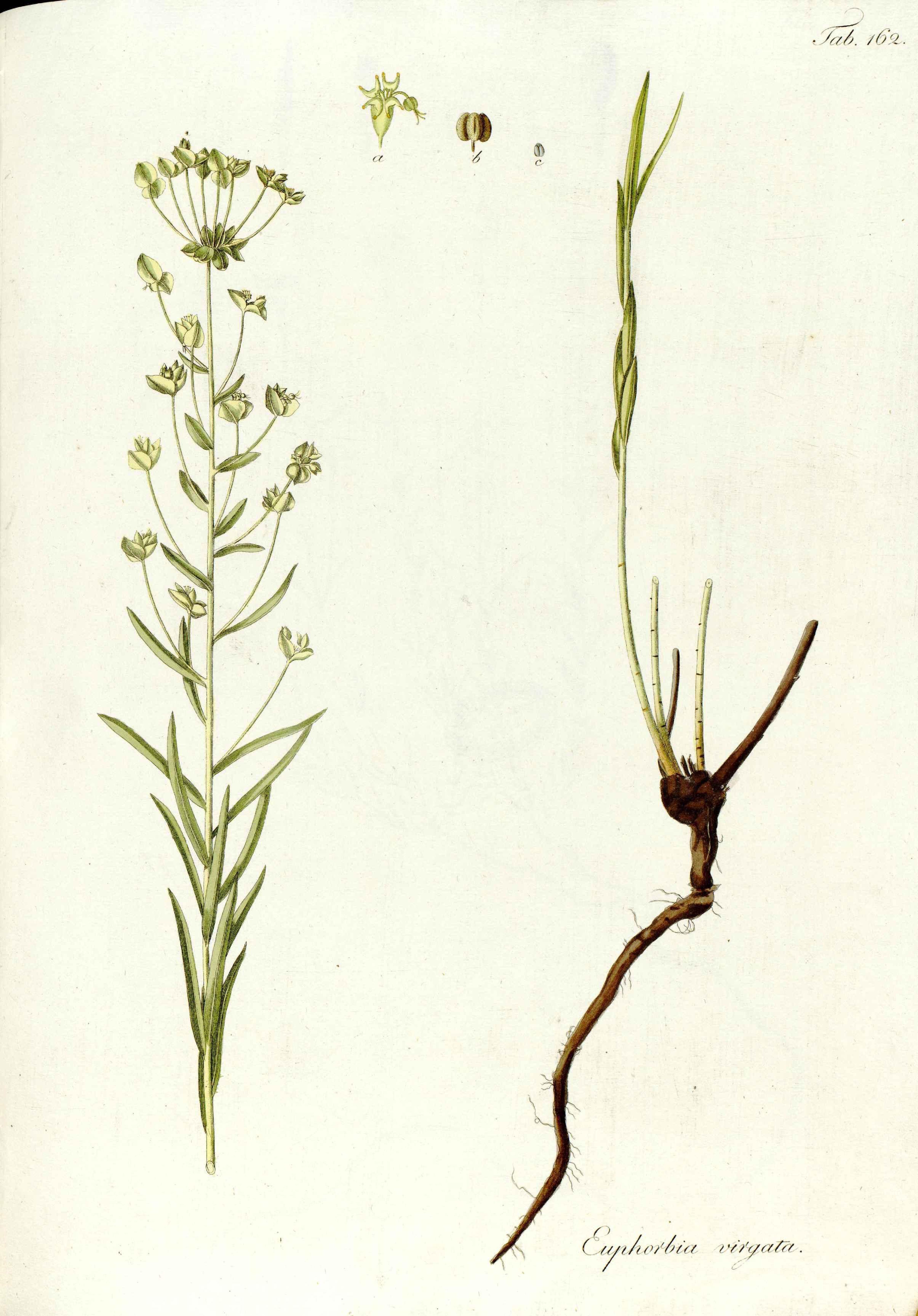 no full size  illustration available (3a)