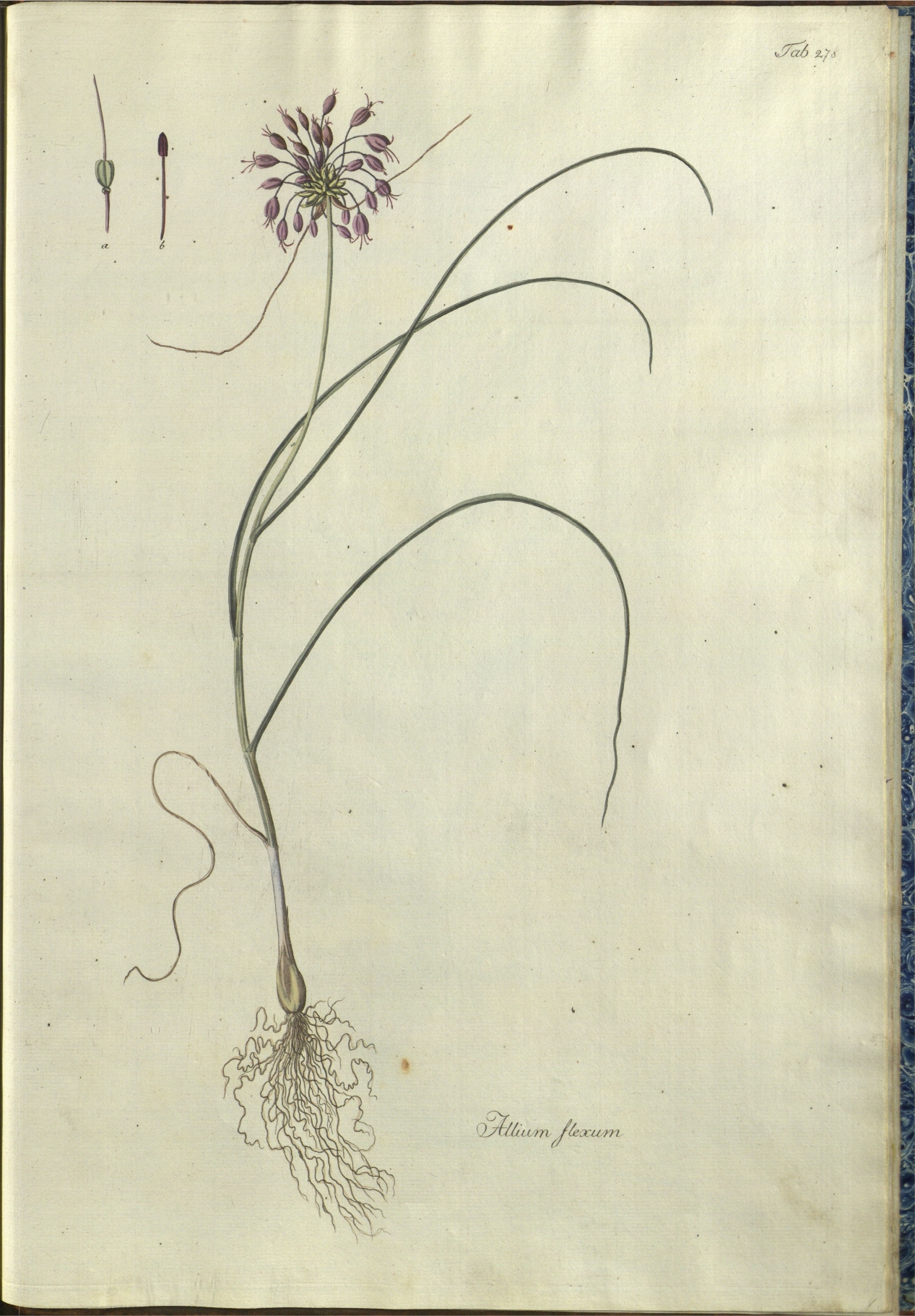 no full size  illustration available (3a)