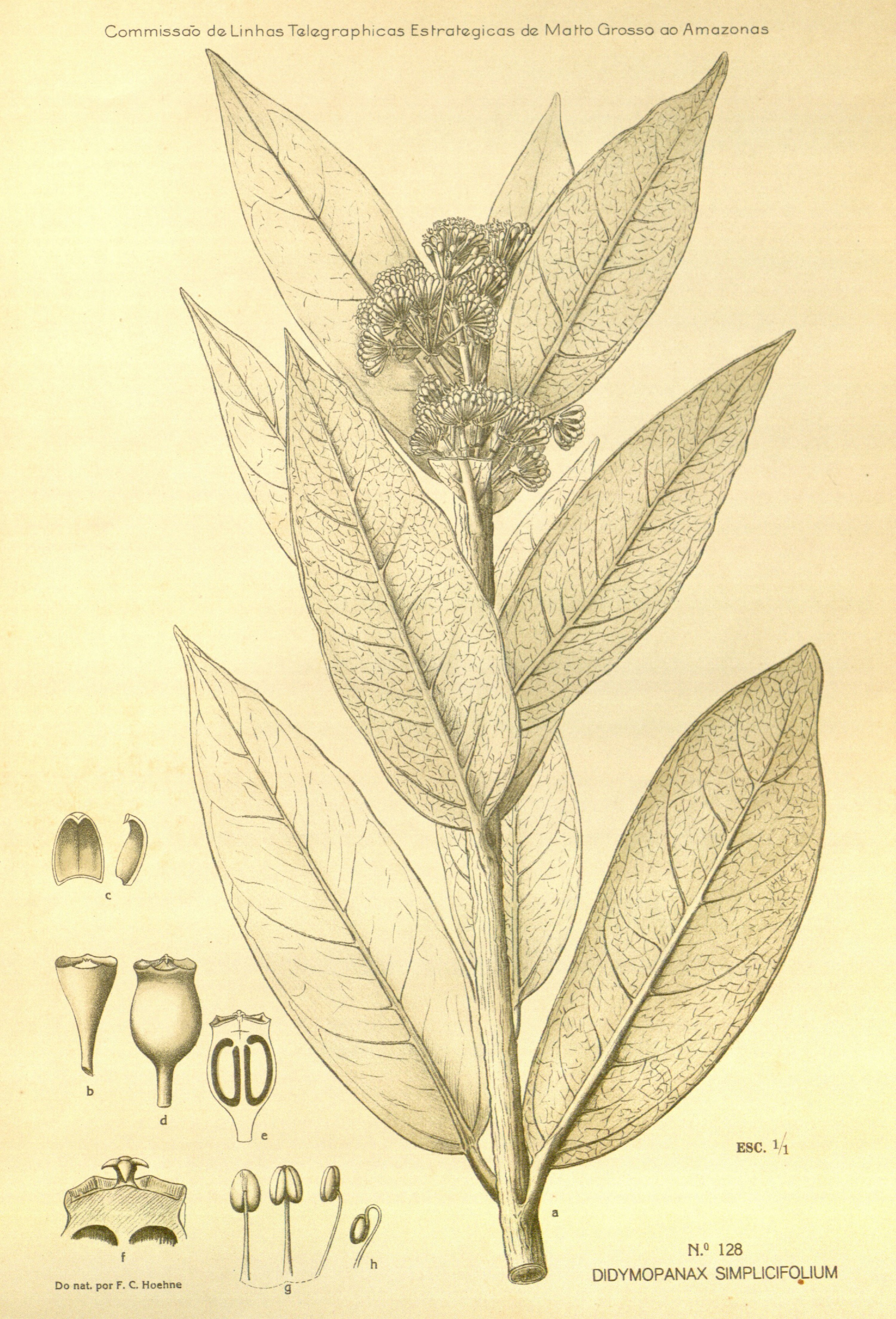 no full size  illustration available (3a)