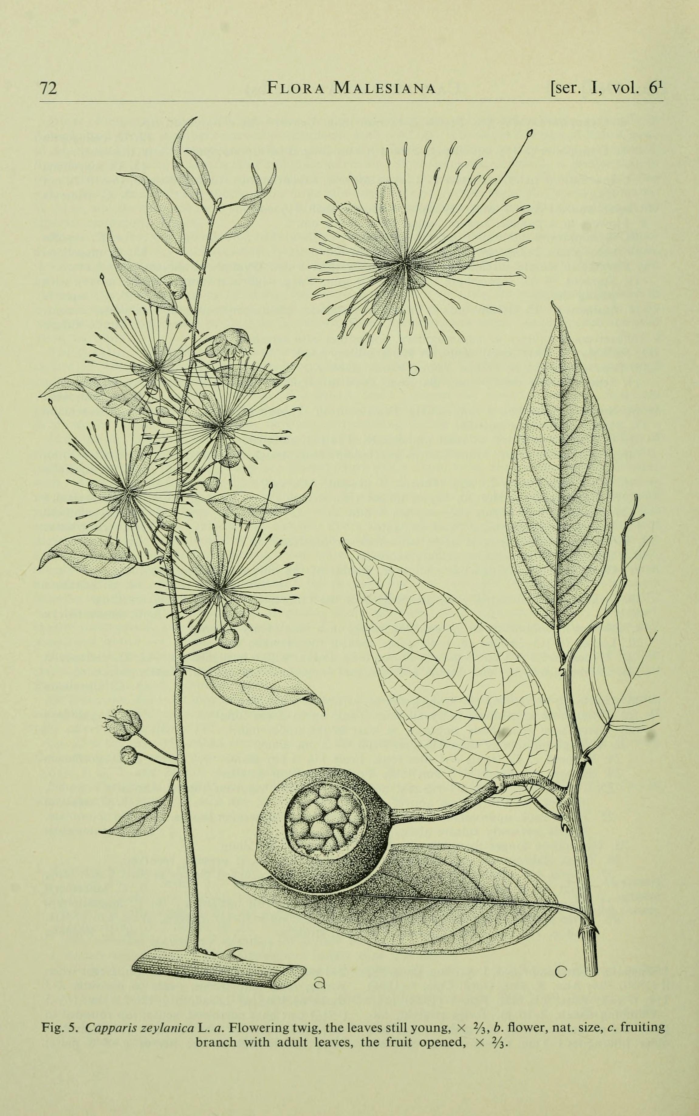 no full size  illustration available (3a)