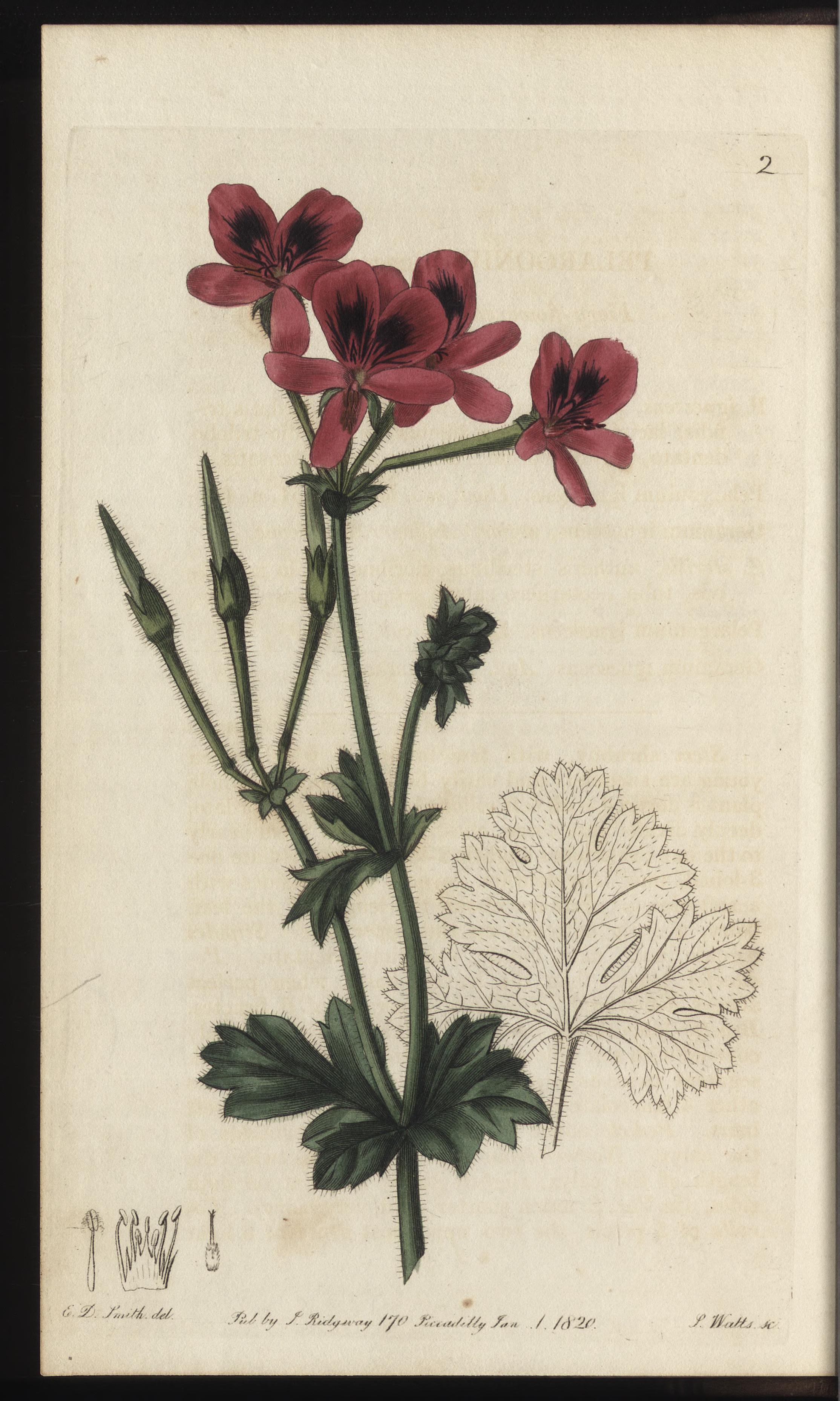 no full size  illustration available (3a)