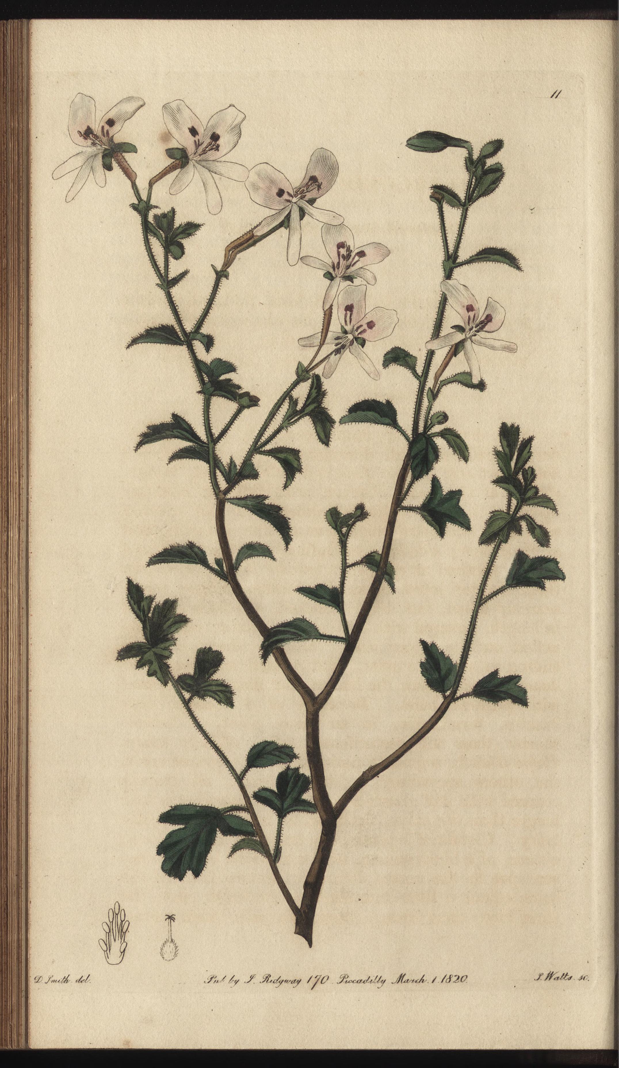 no full size  illustration available (3a)