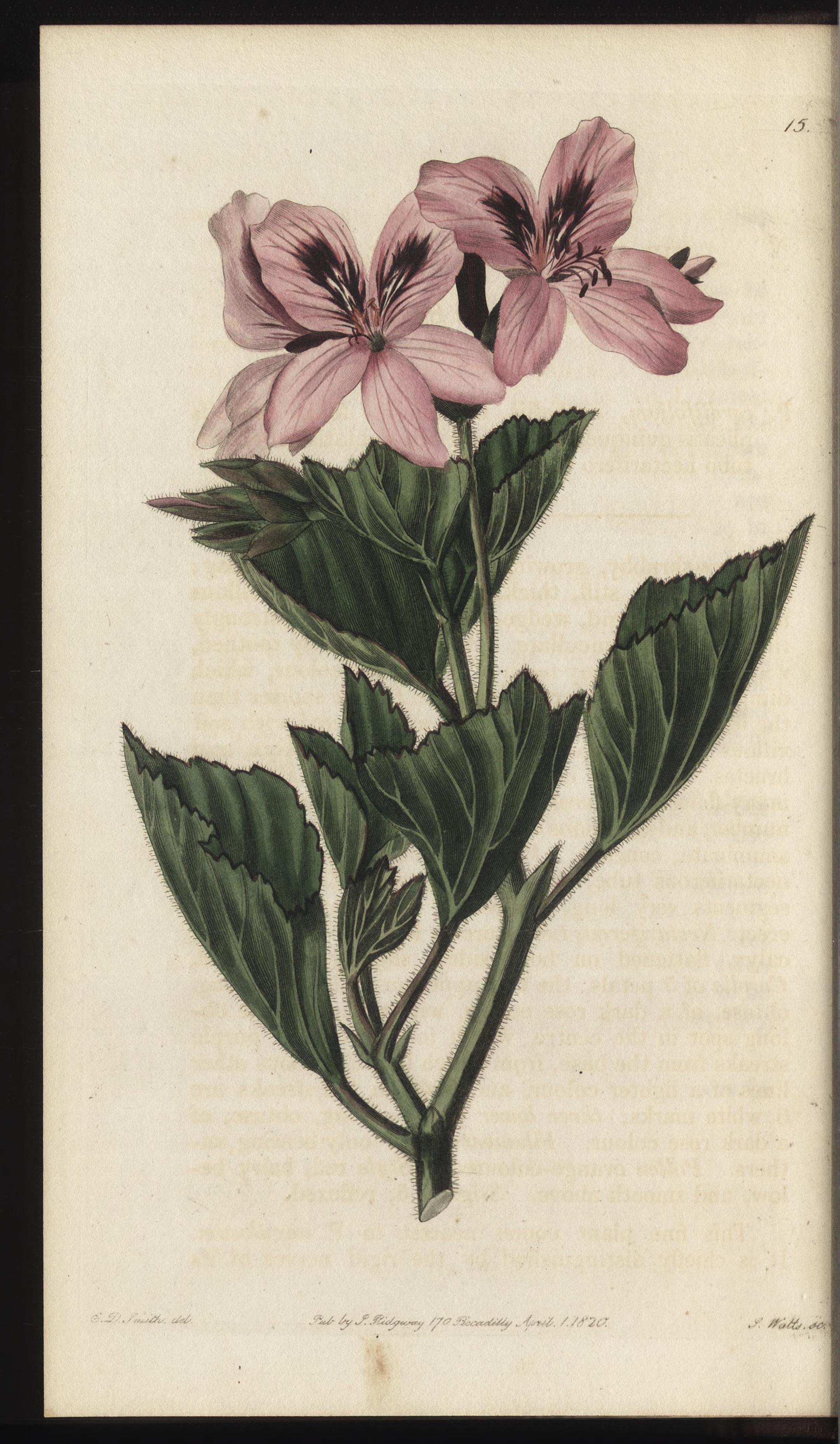 no full size  illustration available (3a)