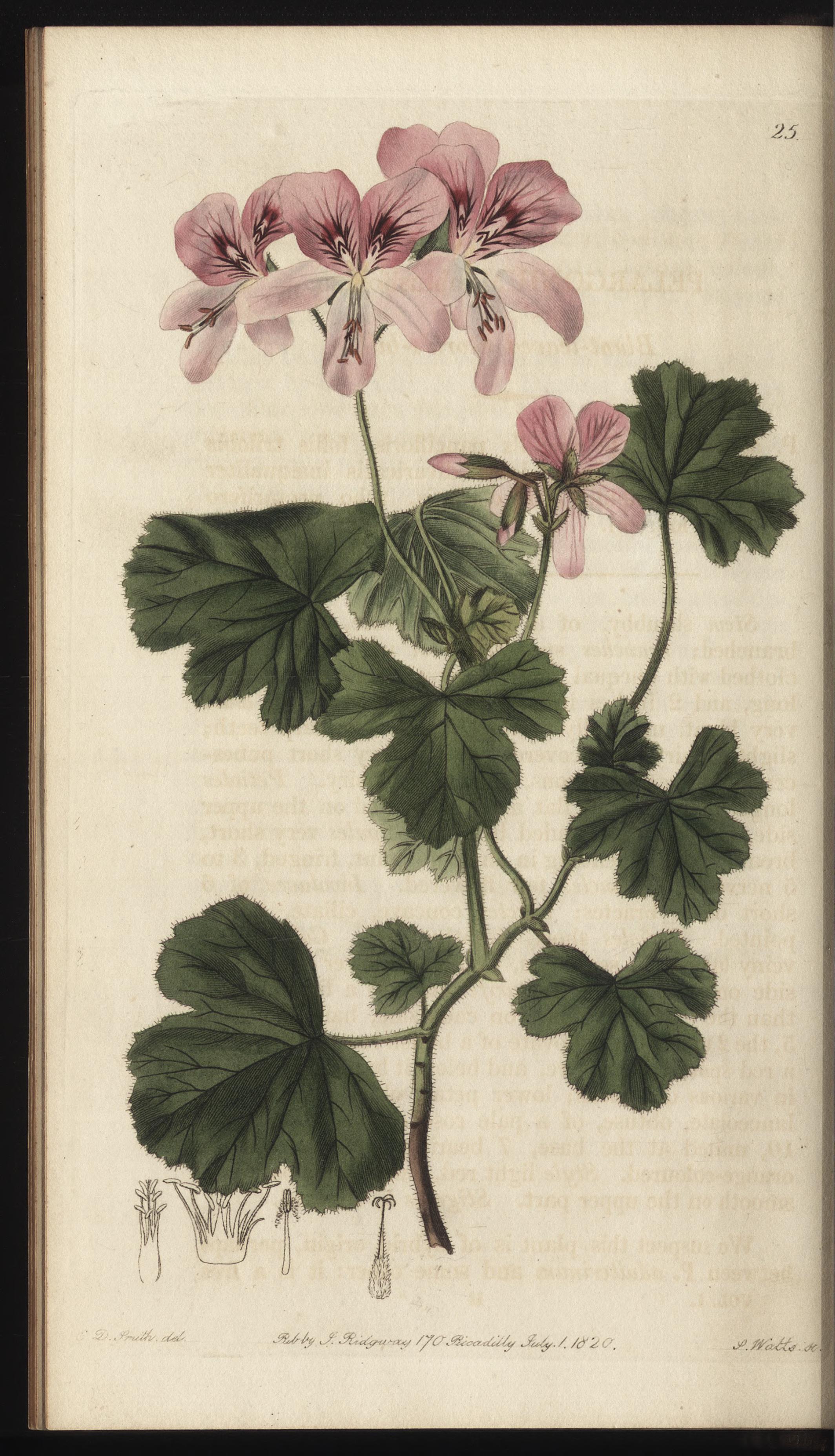 no full size  illustration available (3a)