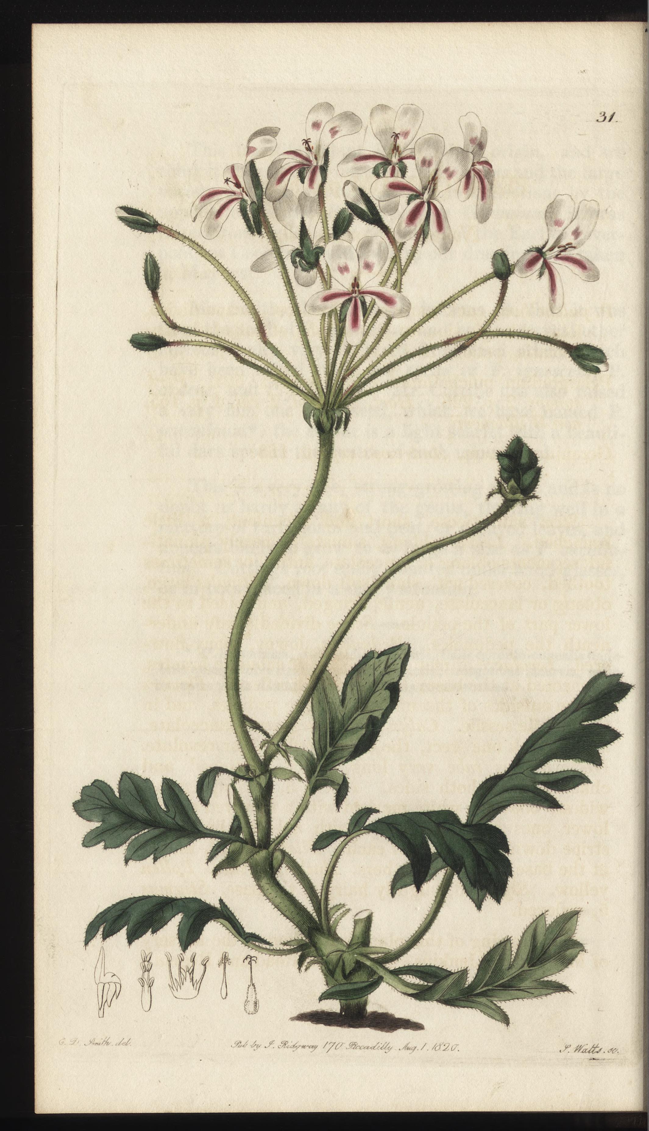 no full size  illustration available (3a)