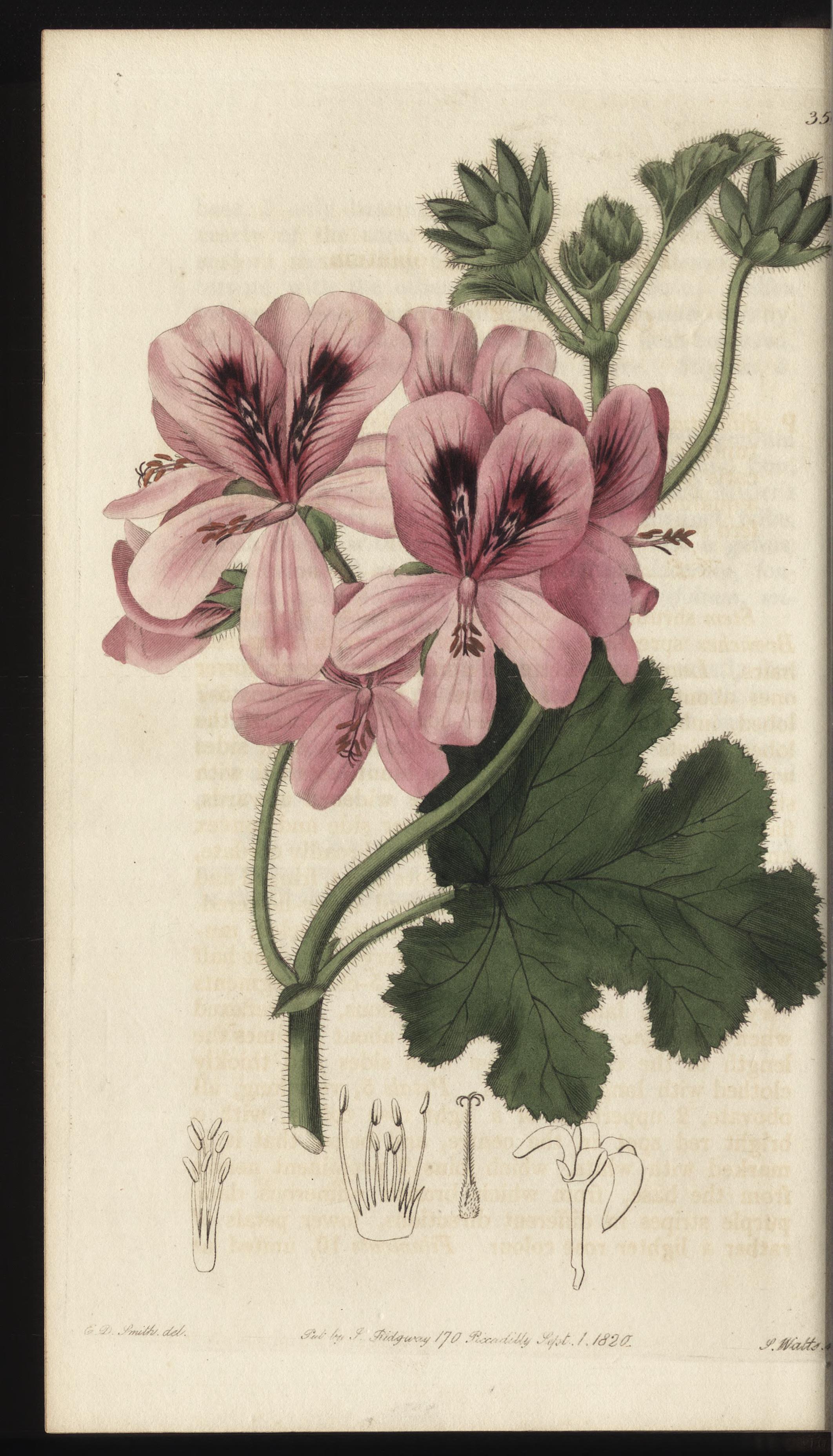 no full size  illustration available (3a)