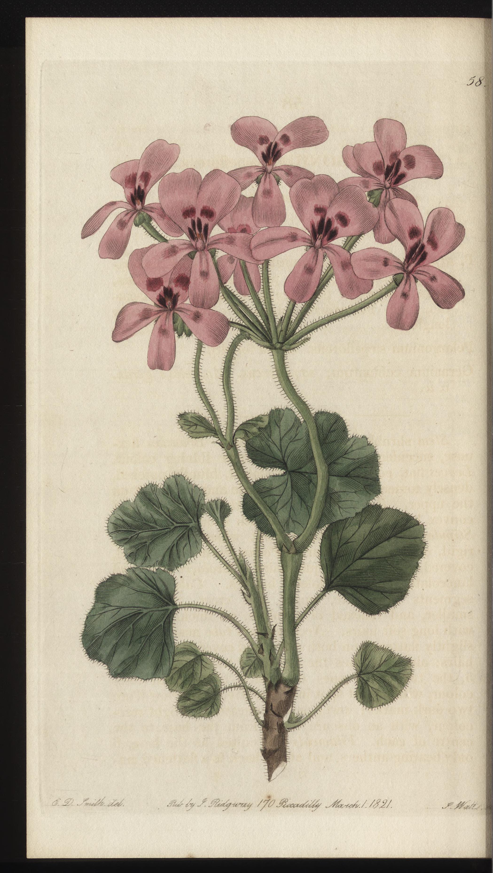 no full size  illustration available (3a)