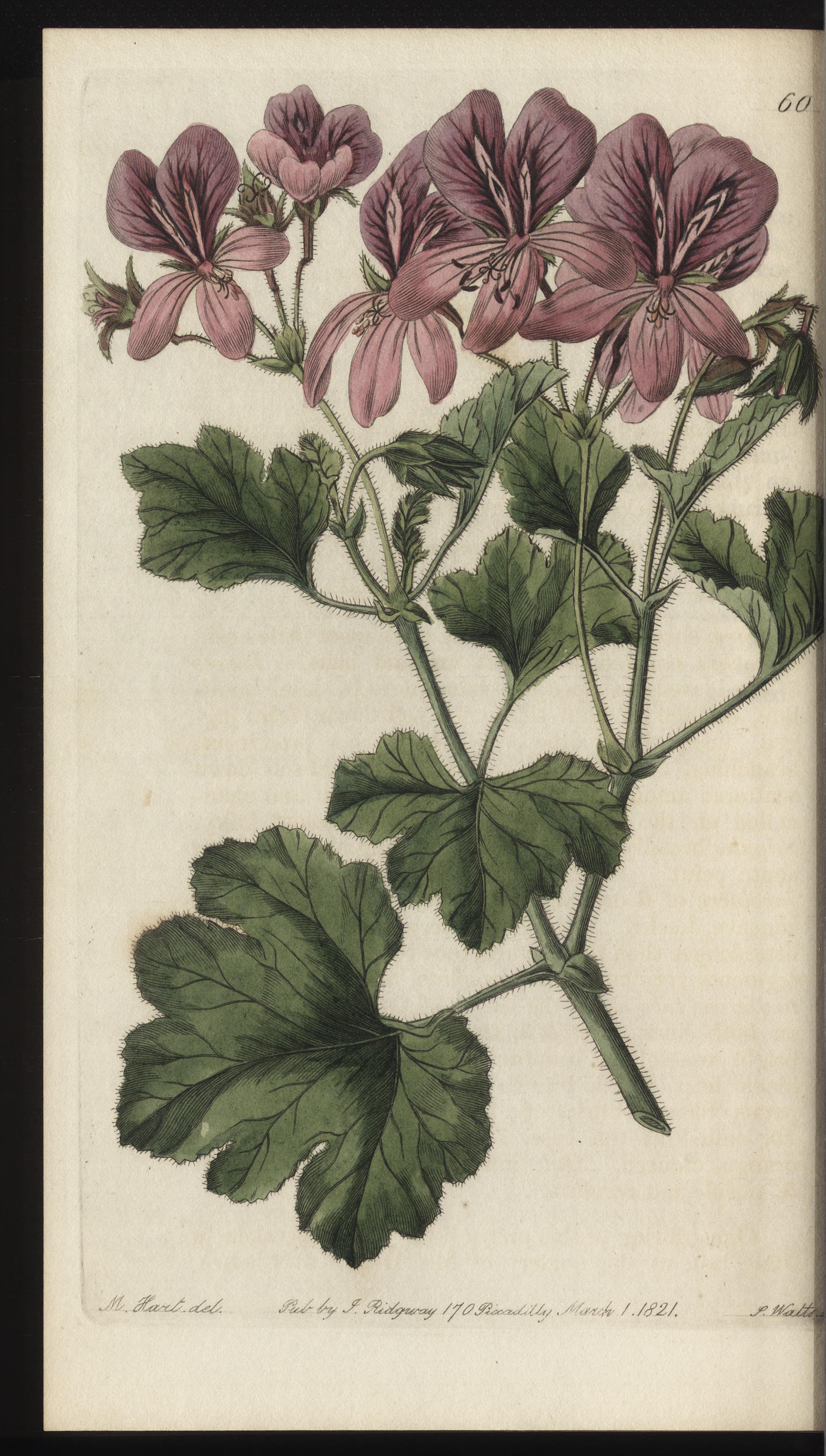 no full size  illustration available (3a)