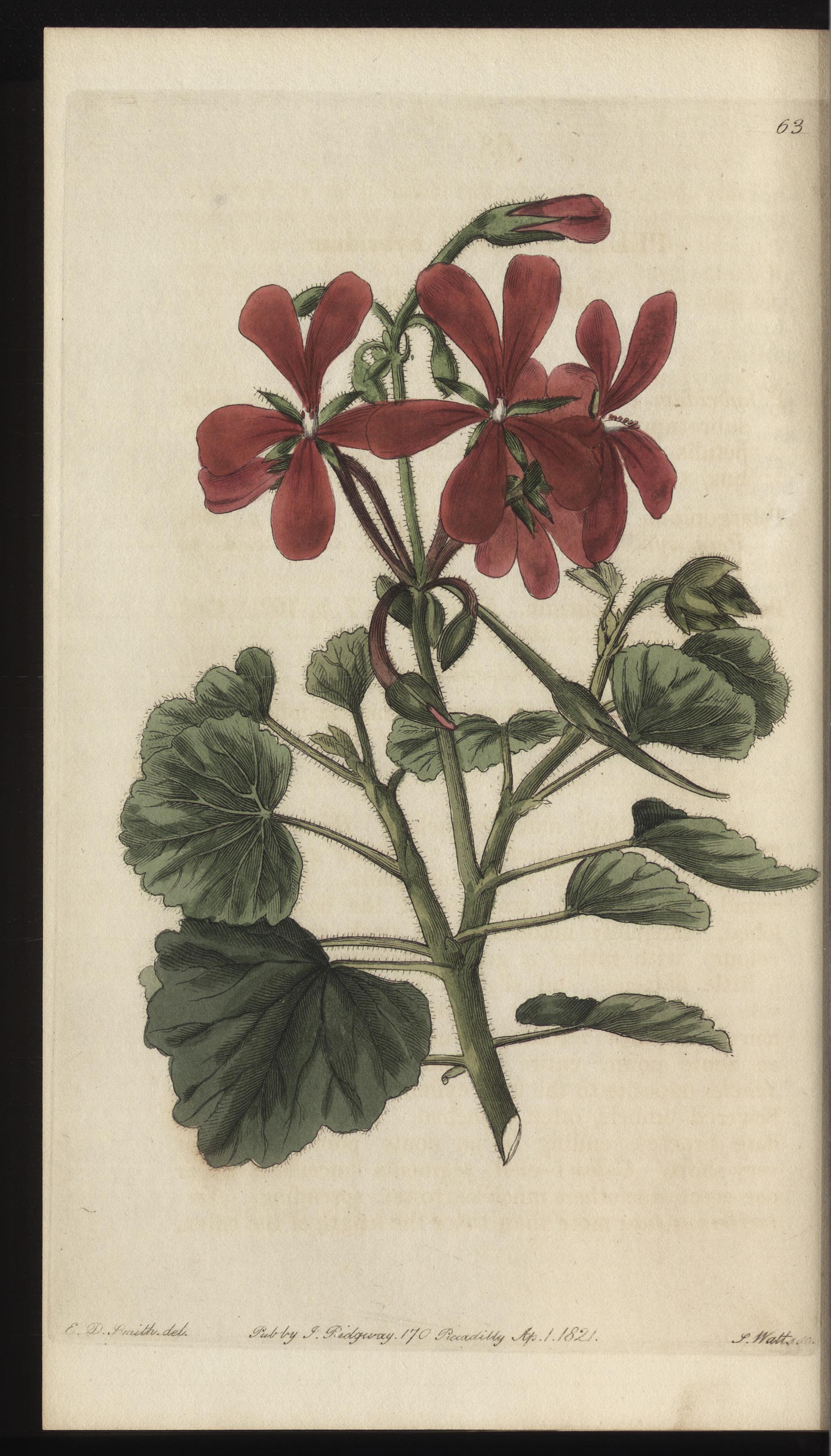 no full size  illustration available (3a)