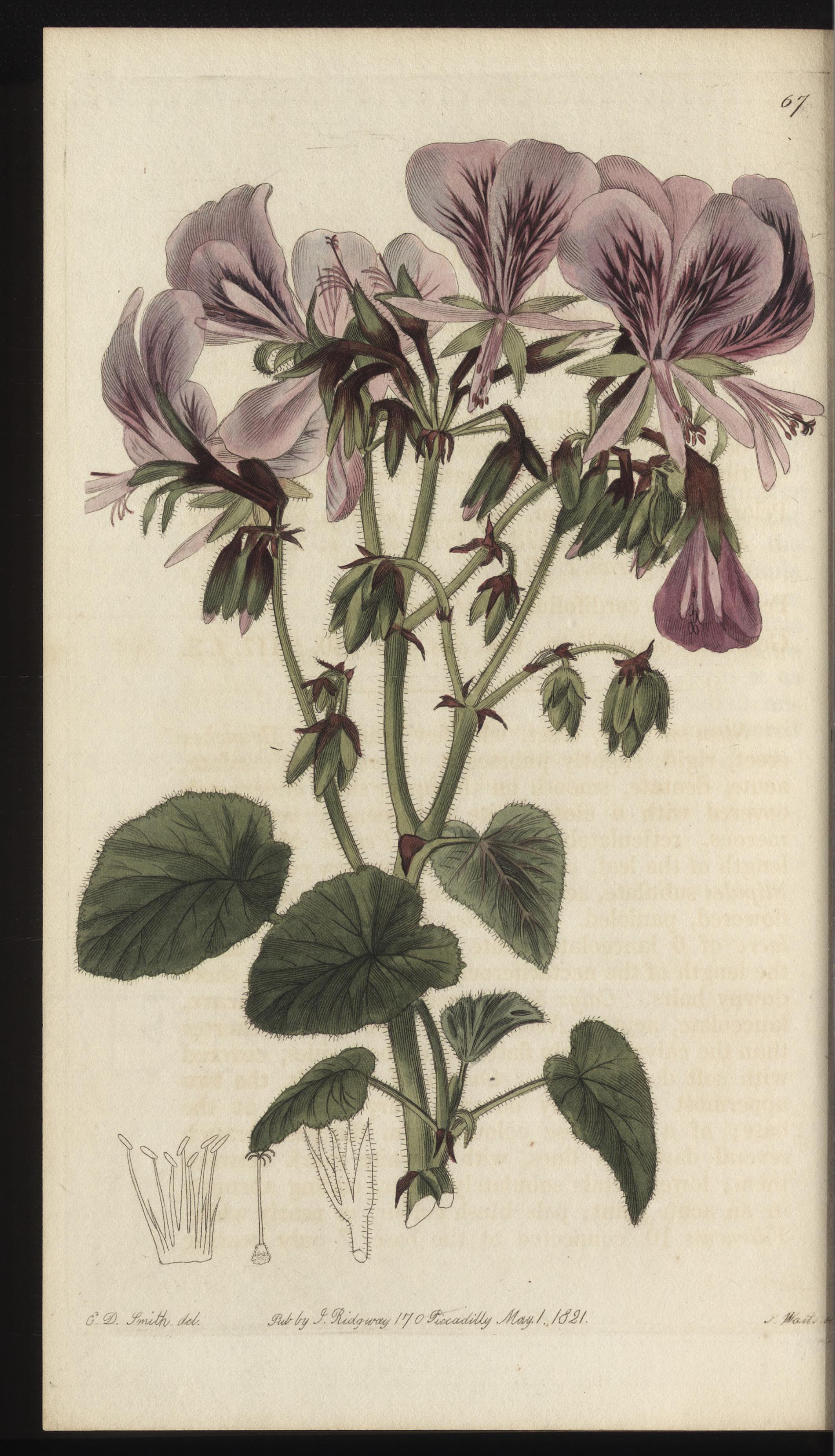 no full size  illustration available (3a)