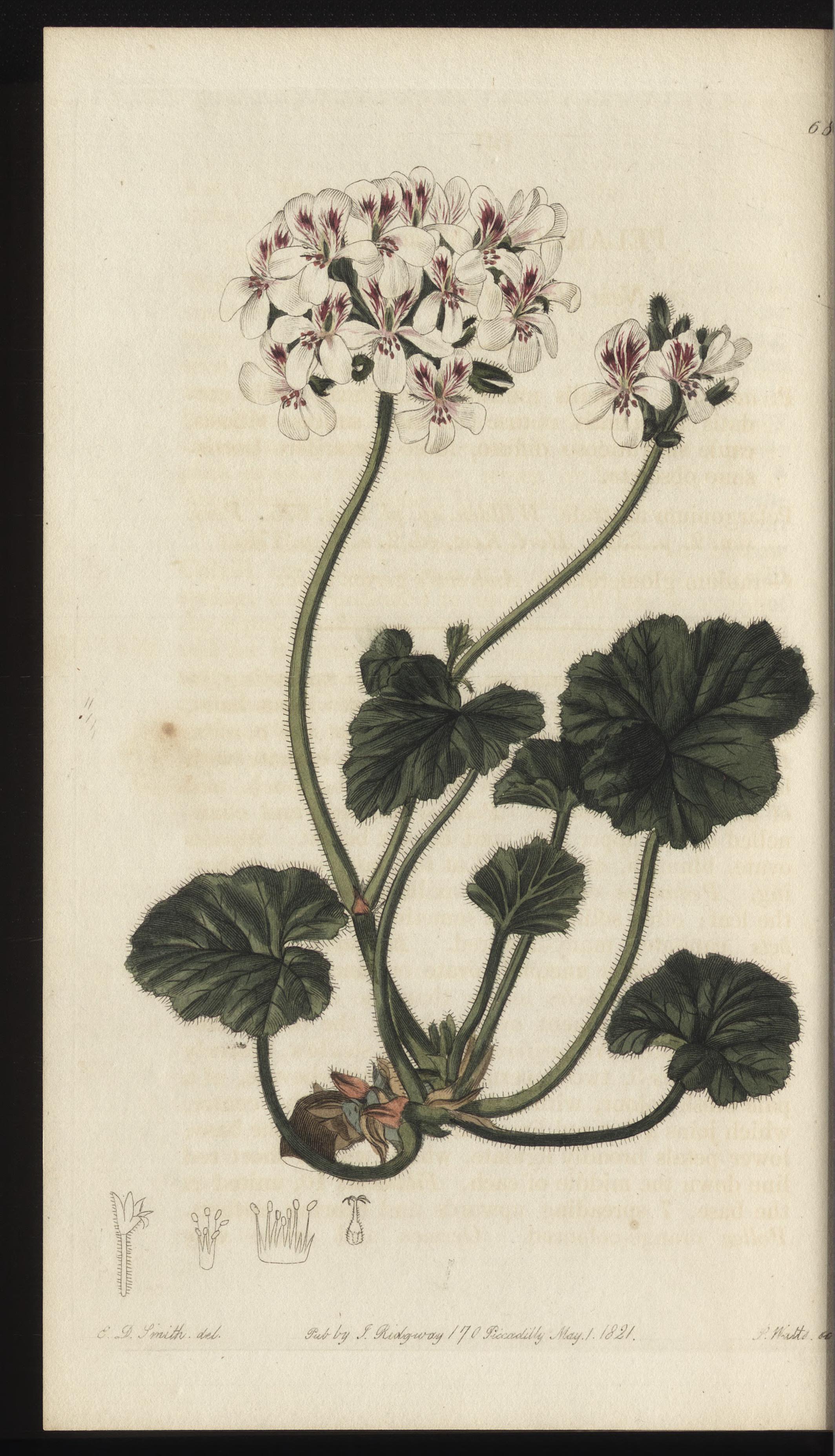 no full size  illustration available (3a)