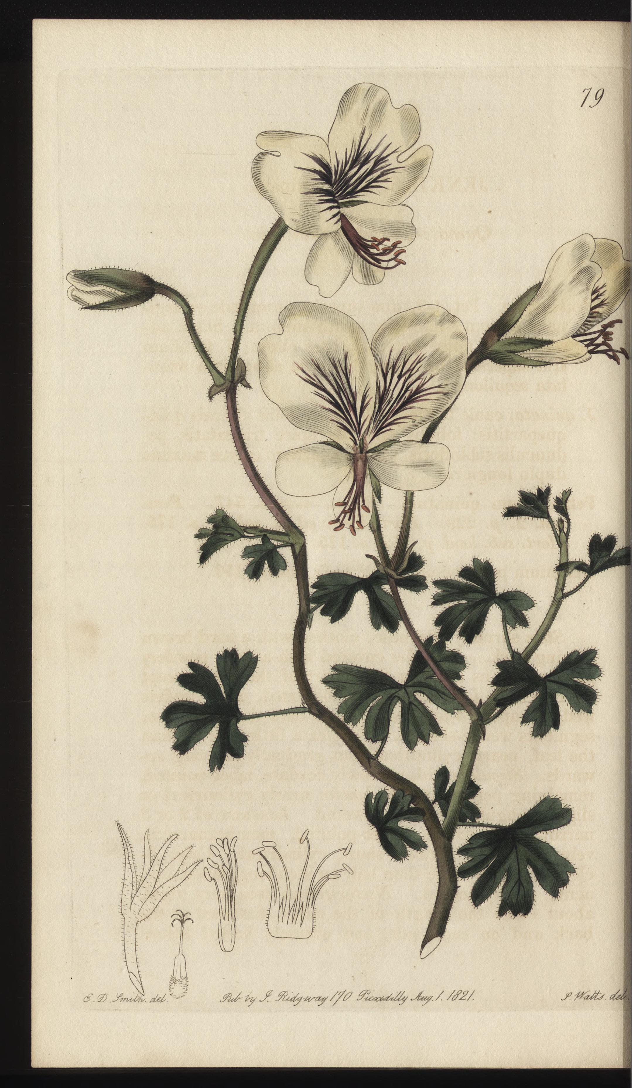 no full size  illustration available (3a)