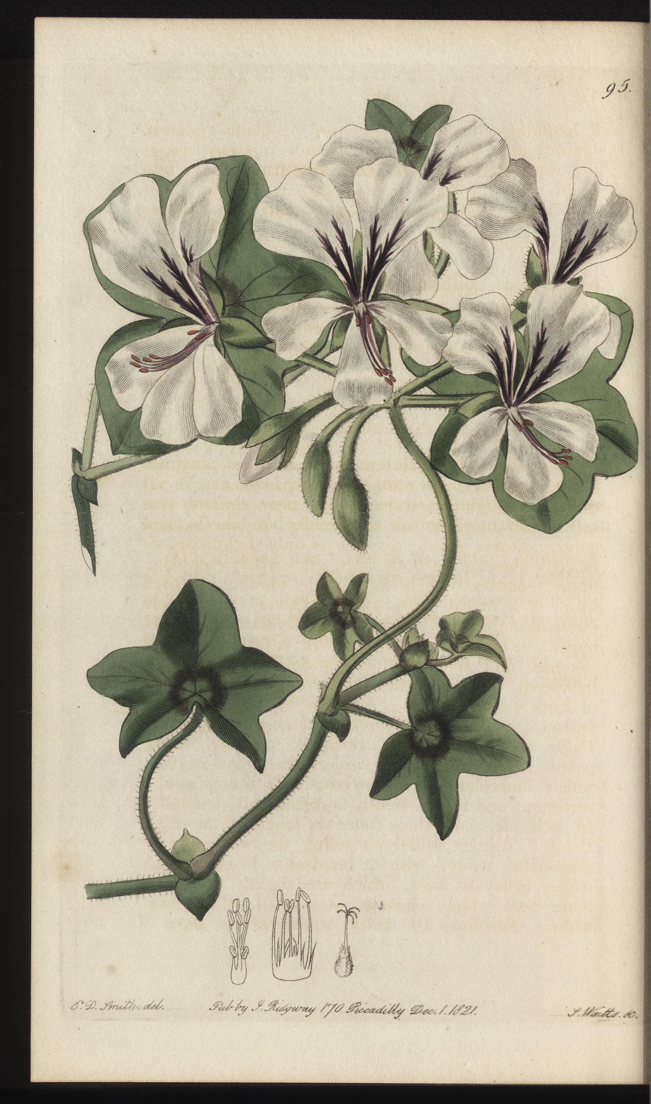 no full size  illustration available (3a)