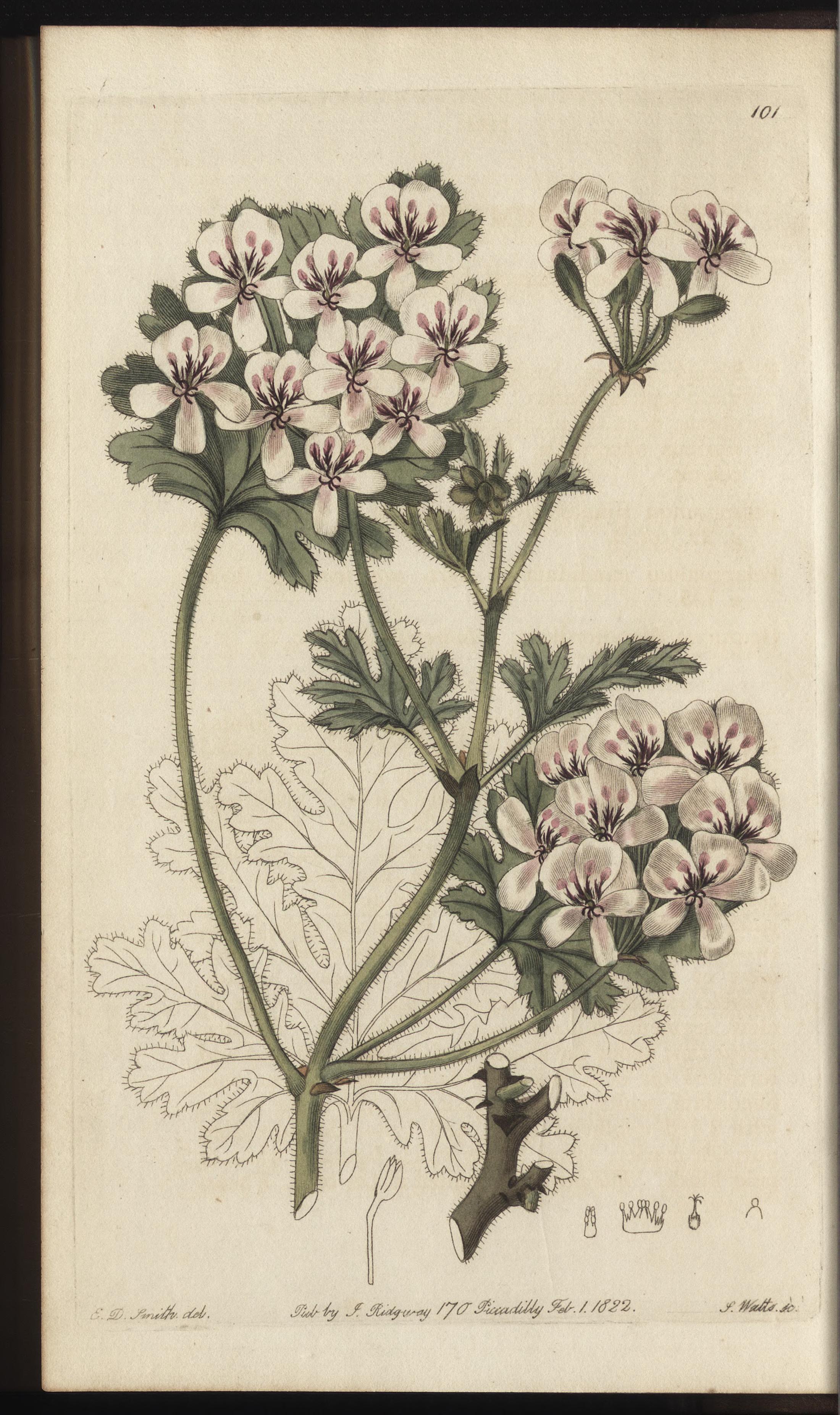 no full size  illustration available (3a)