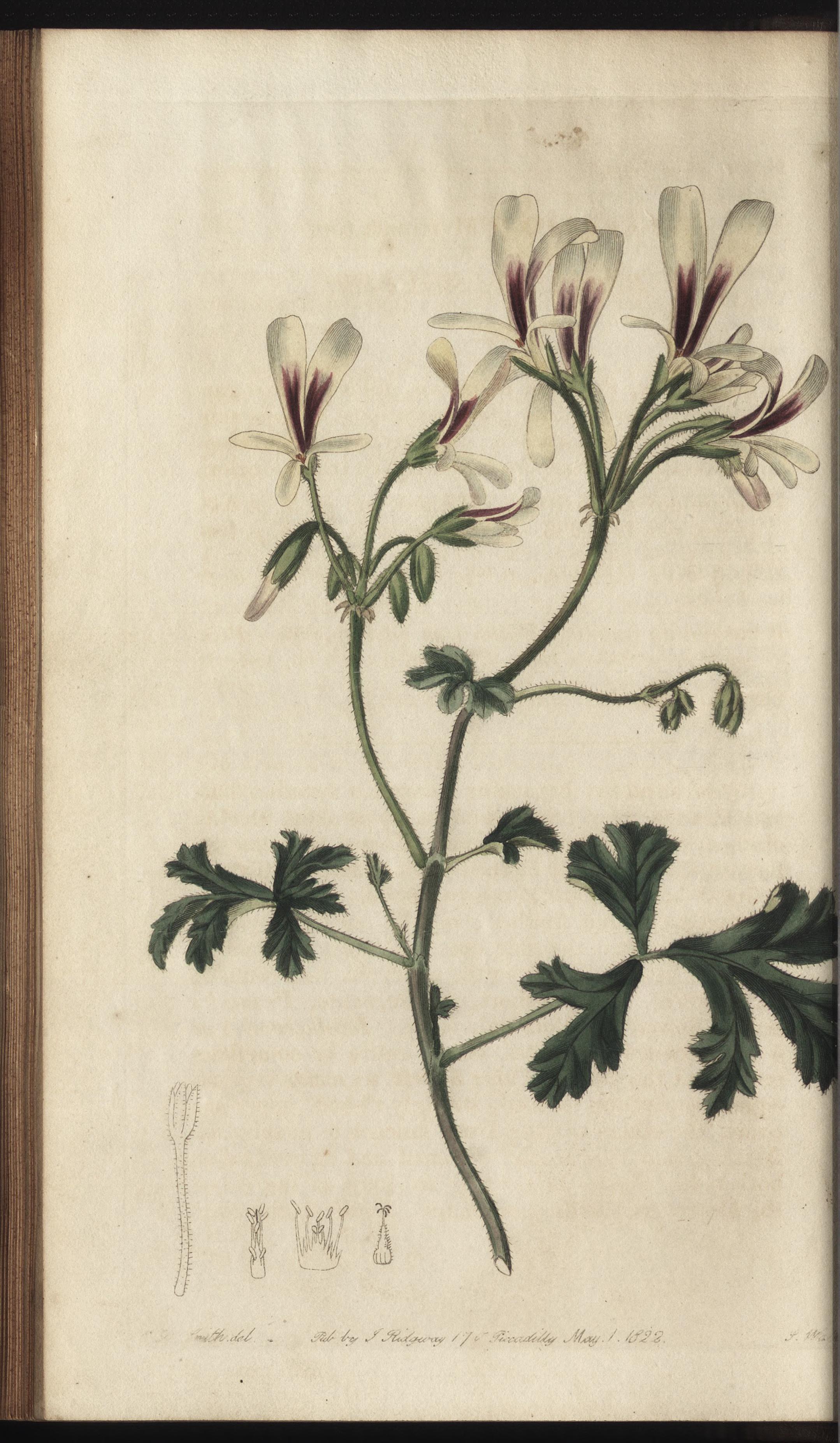 no full size  illustration available (3a)