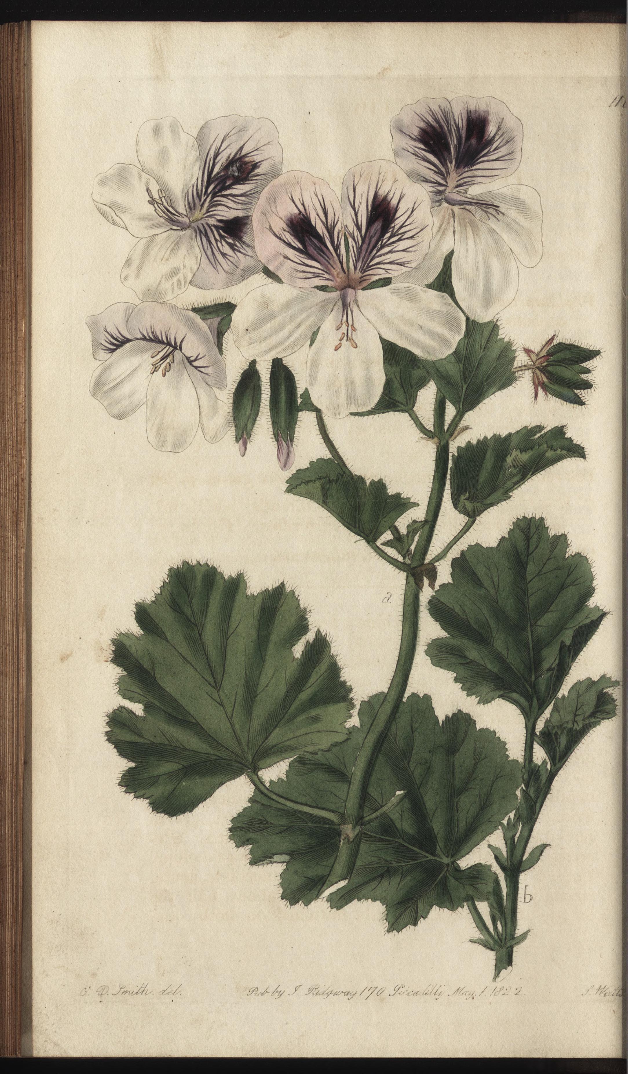 no full size  illustration available (3a)