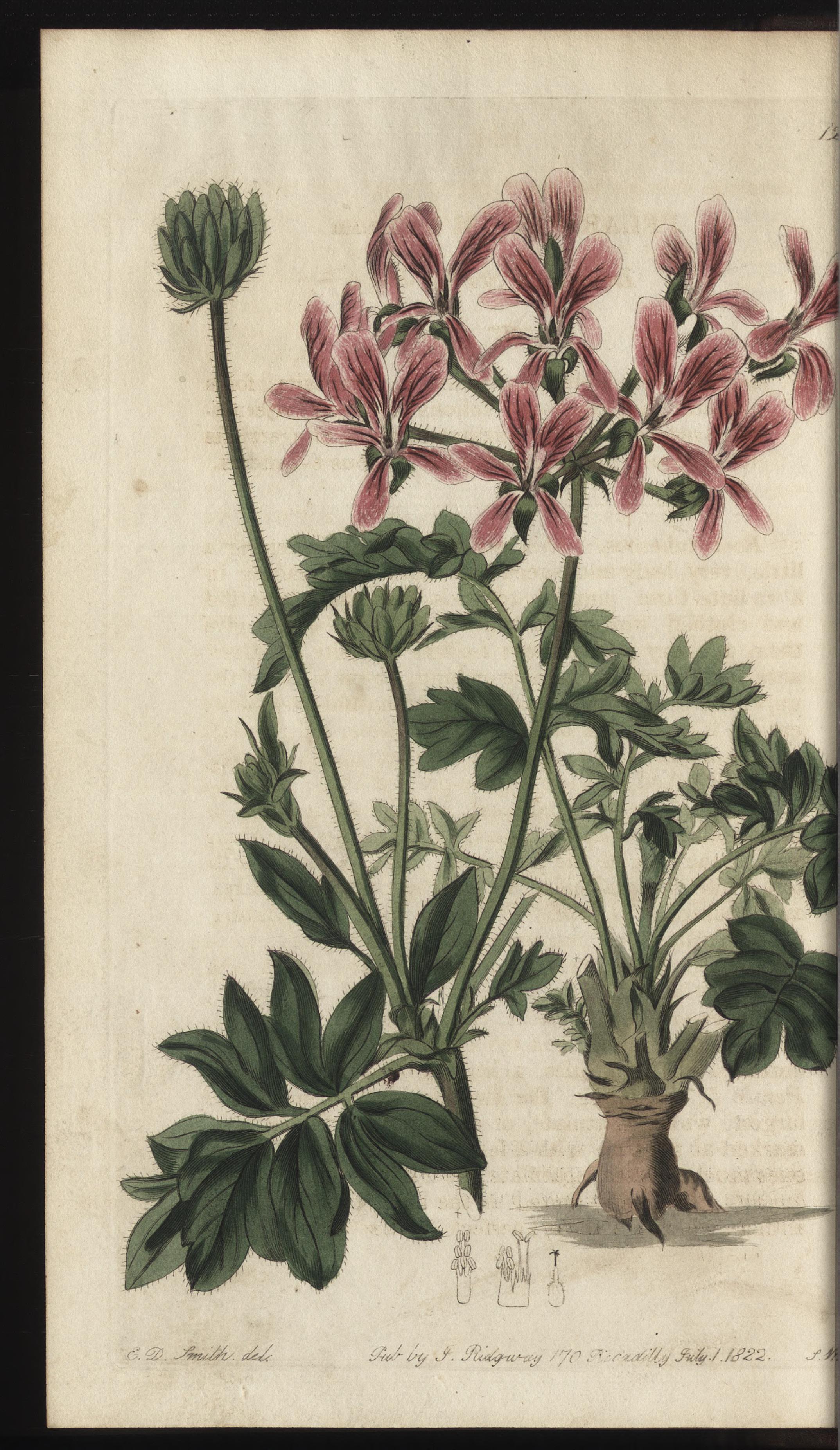 no full size  illustration available (3a)