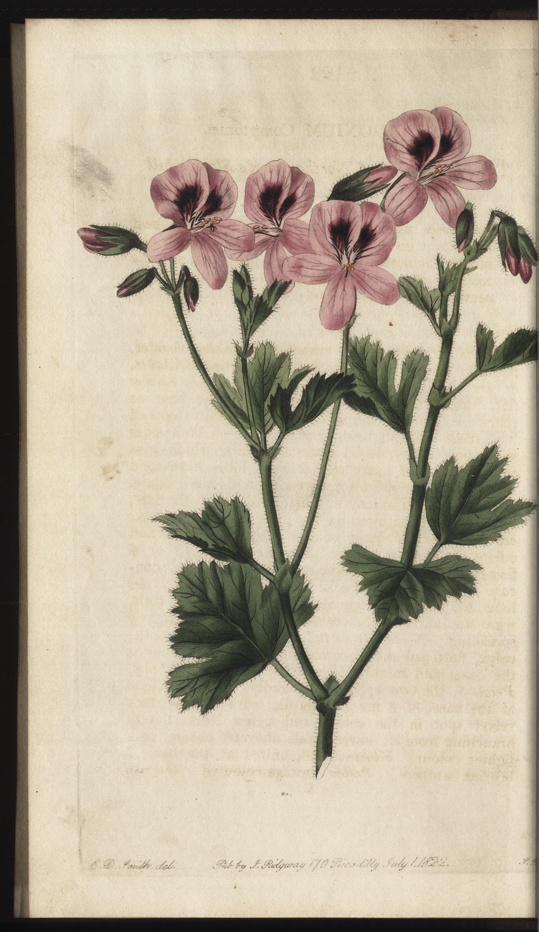 no full size  illustration available (3a)