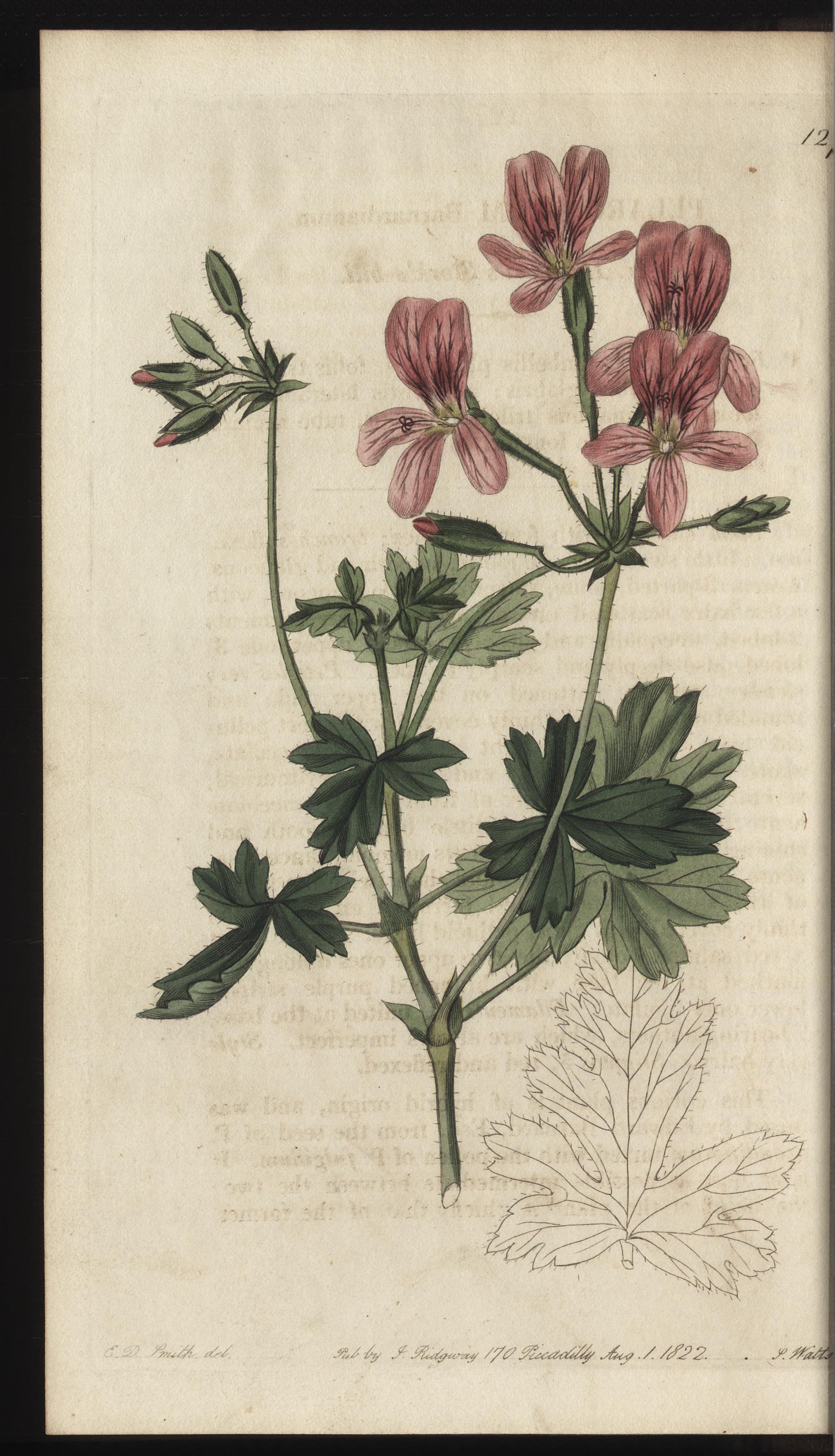 no full size  illustration available (3a)