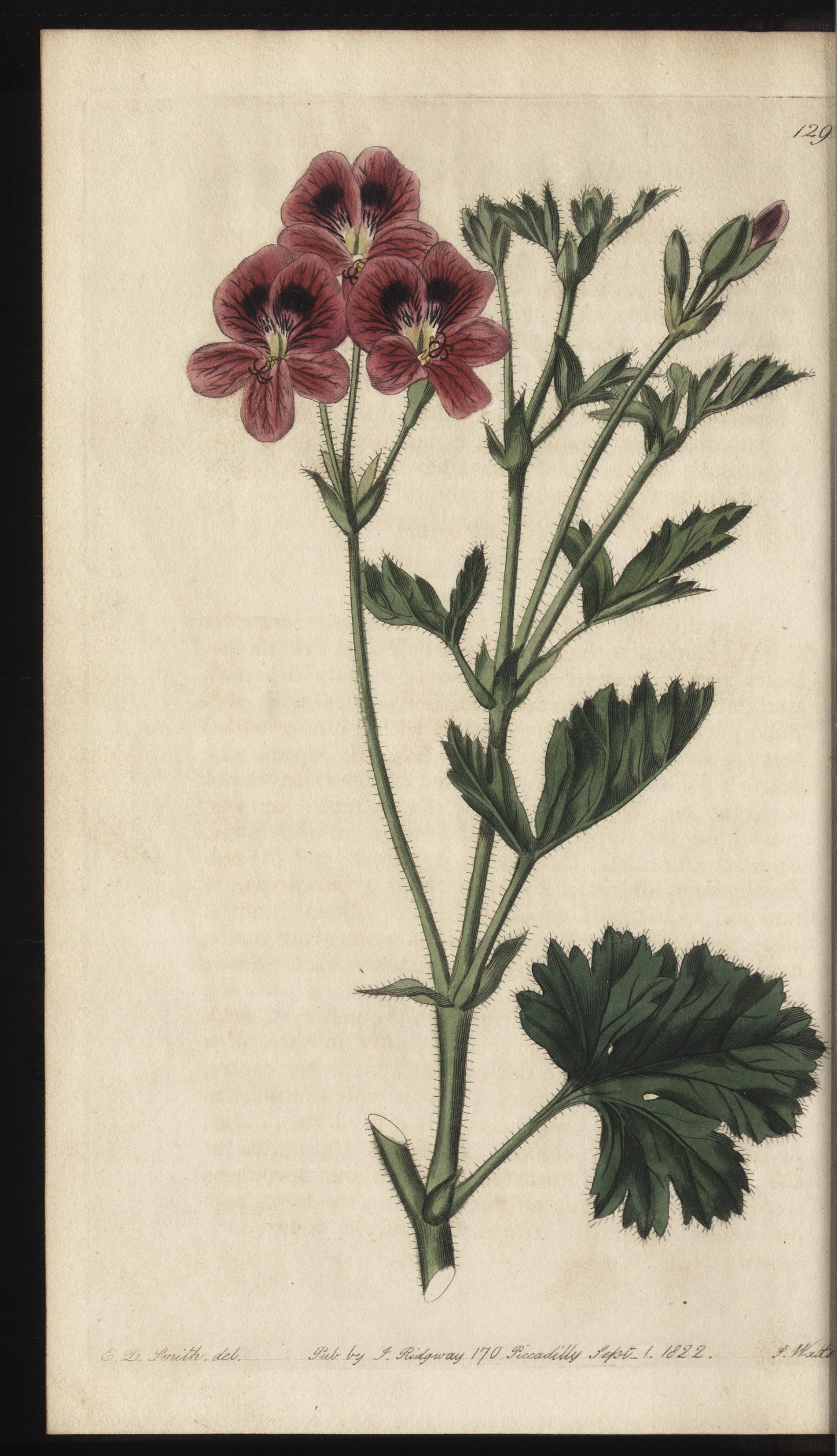 no full size  illustration available (3a)