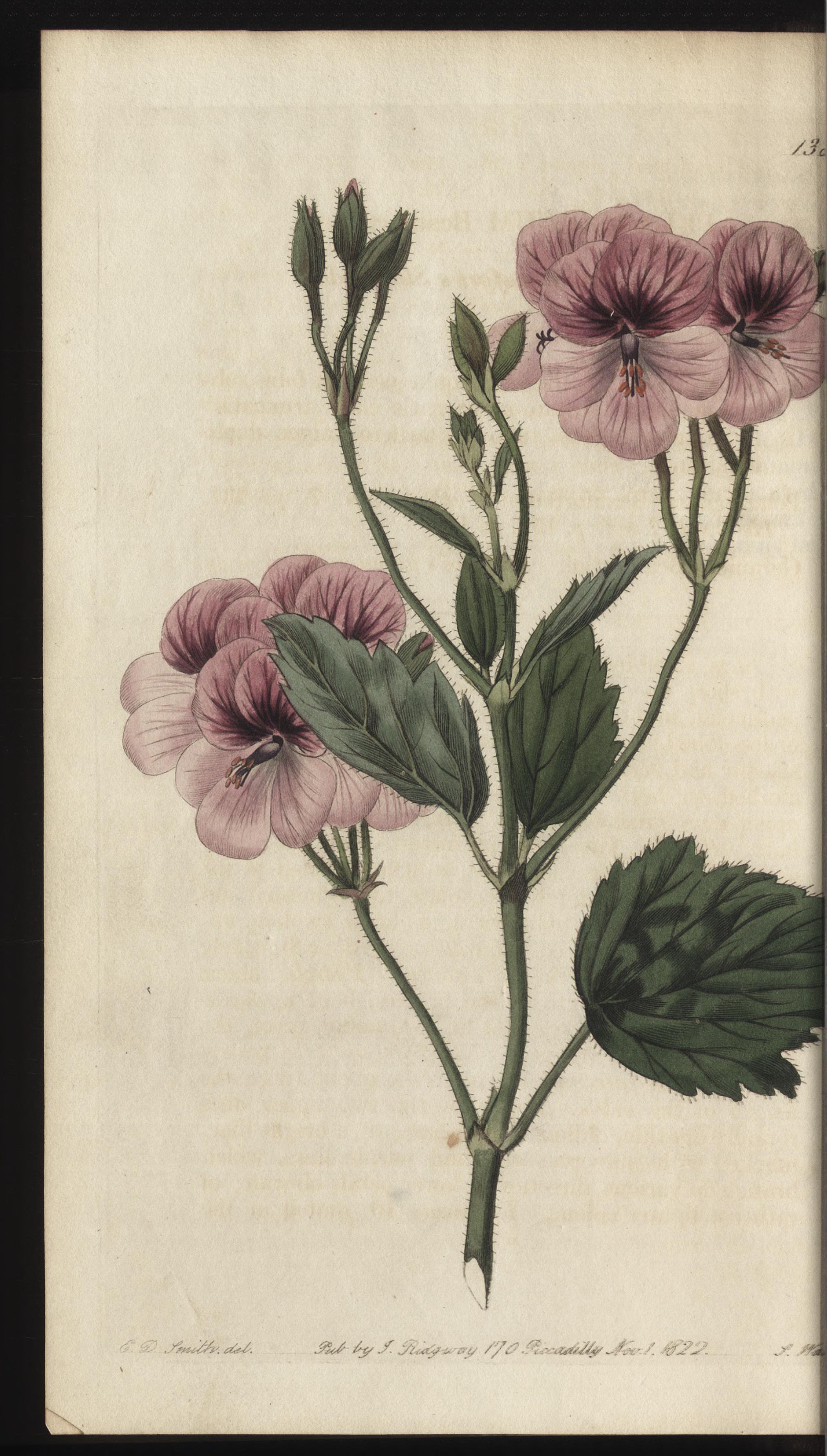 no full size  illustration available (3a)