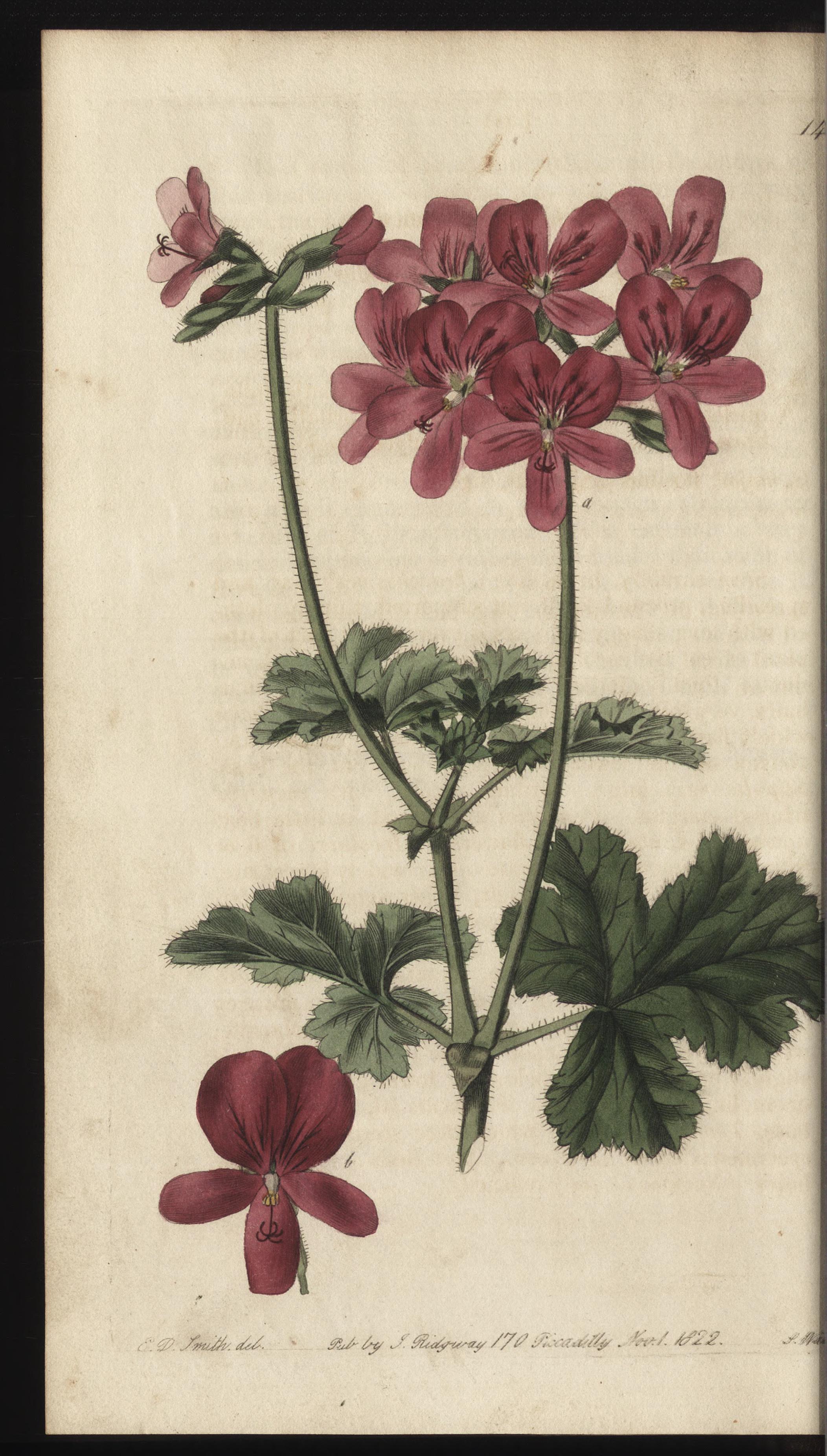 no full size  illustration available (3a)