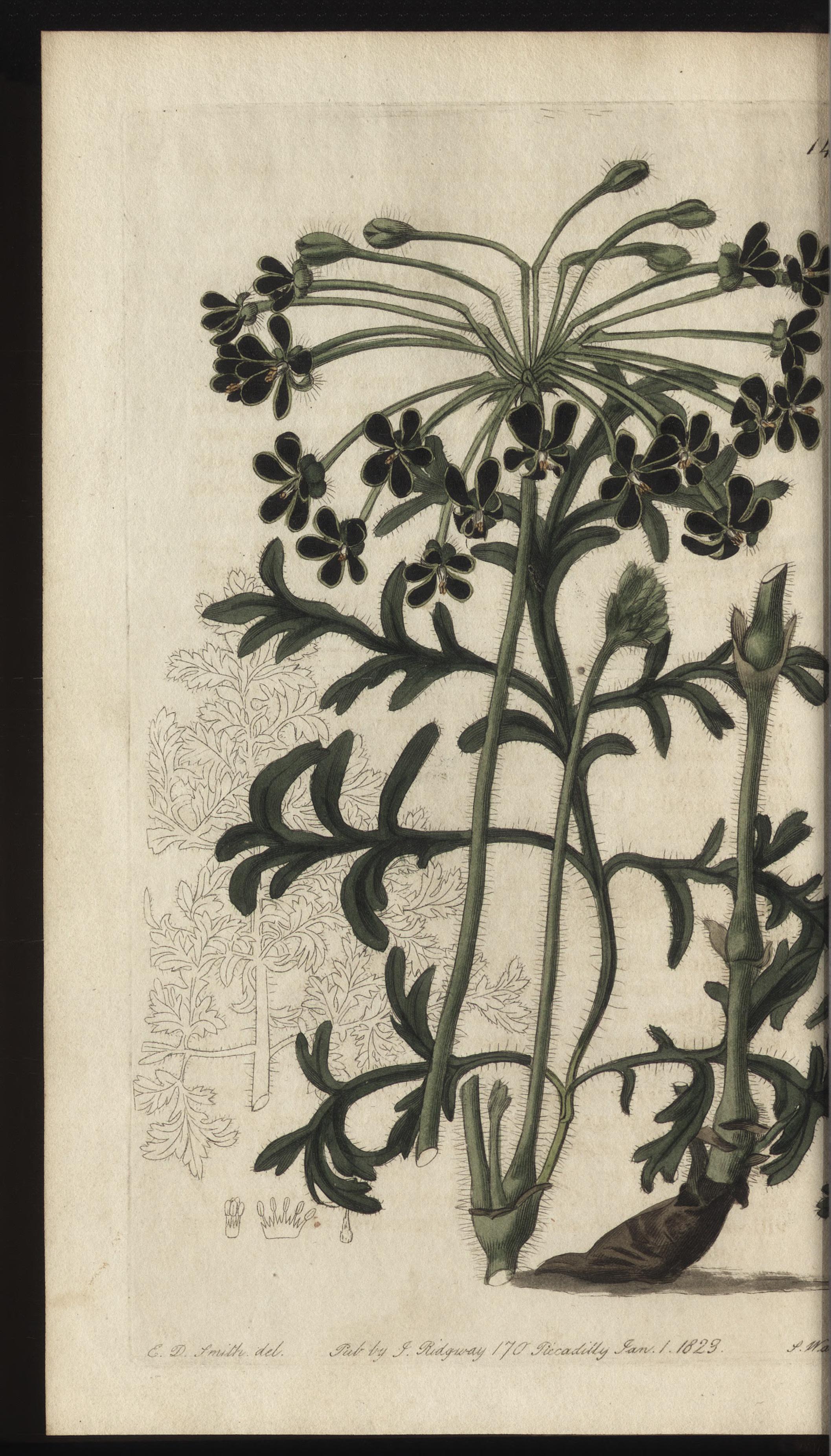 no full size  illustration available (3a)