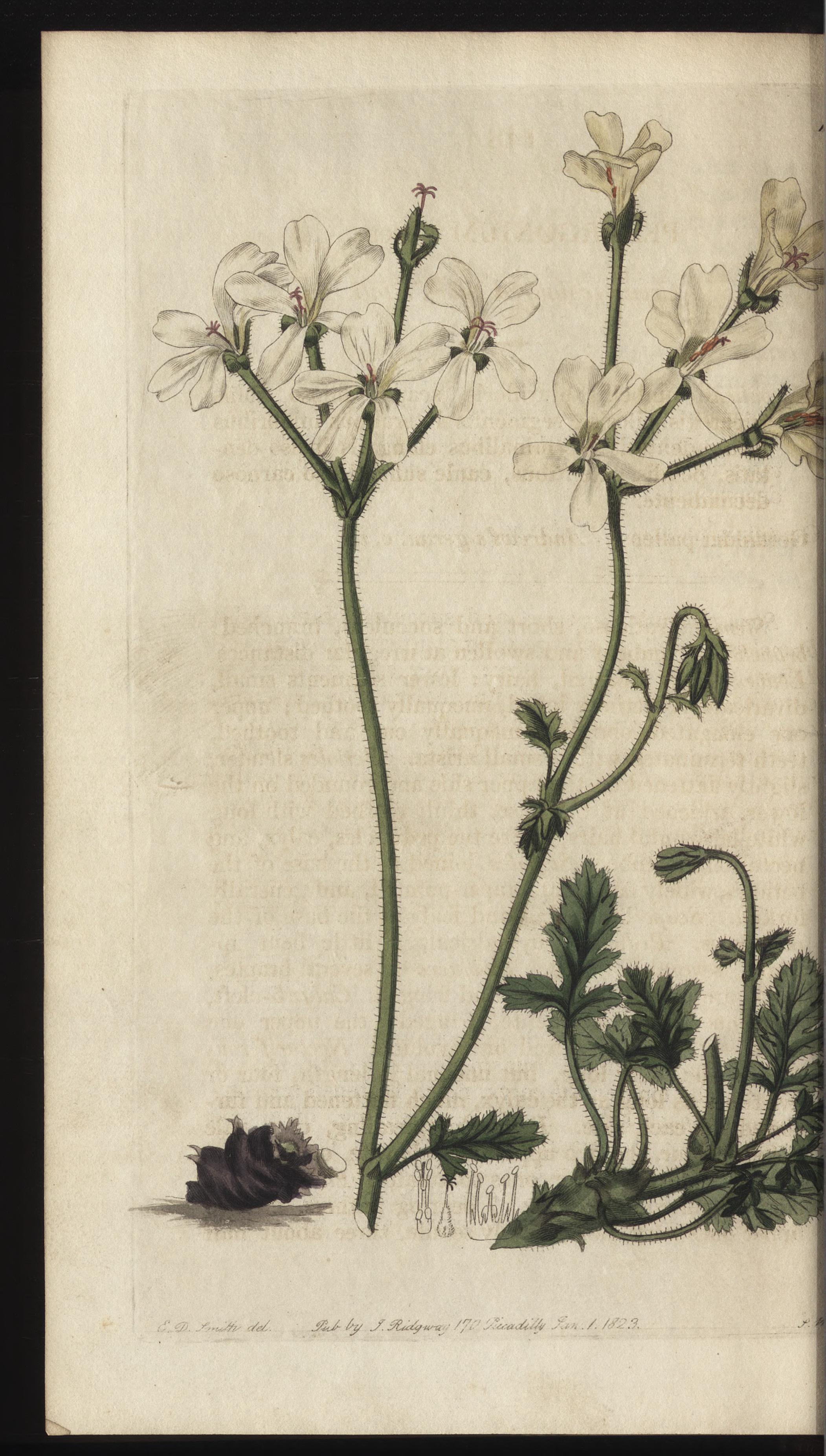 no full size  illustration available (3a)